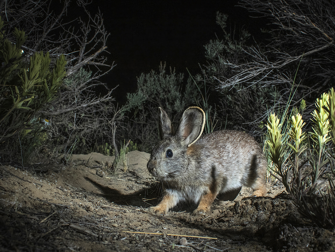 Can Scientists Save the World's Tiniest Rabbit? | Science - Vimarsana News