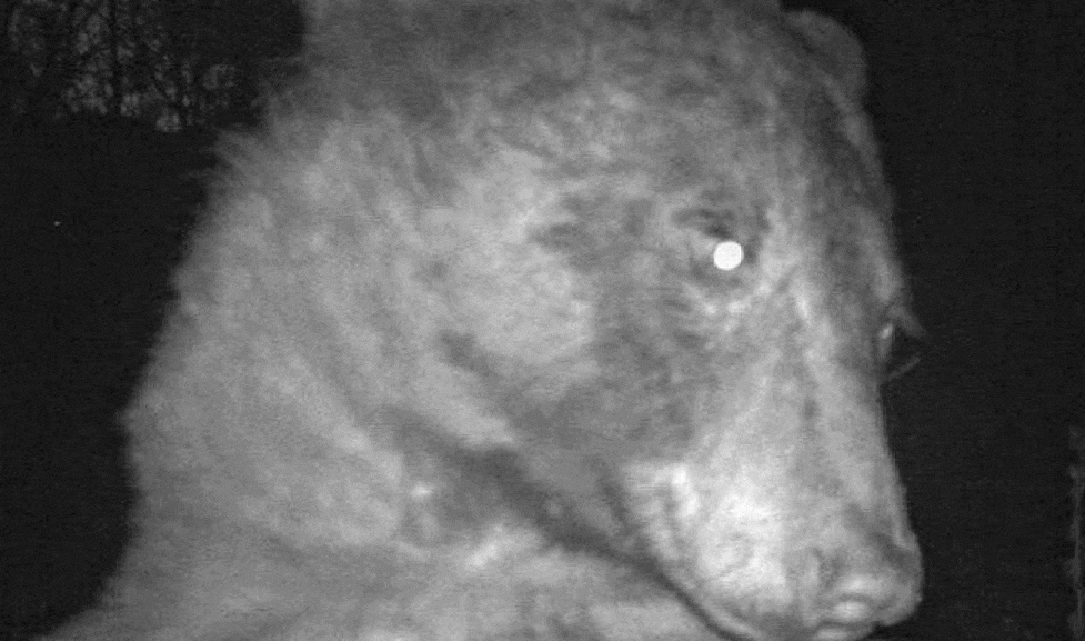 several close-up and medium black-and-white images of a bear looking into a camera