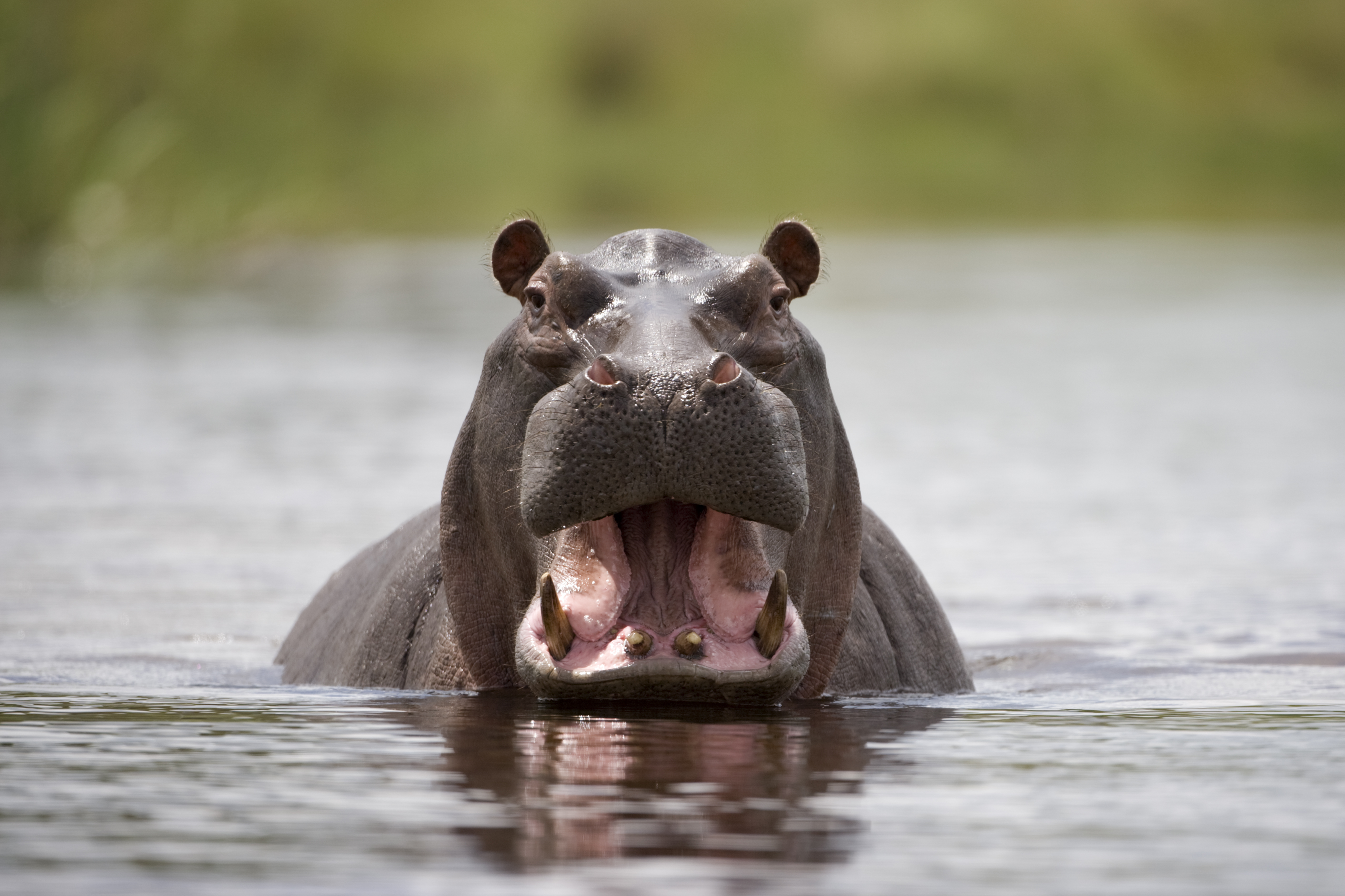A Hippo's Response to an Unknown Caller? A Blast of Poop and a Rowdy Holler | Smart News - Vimarsana News