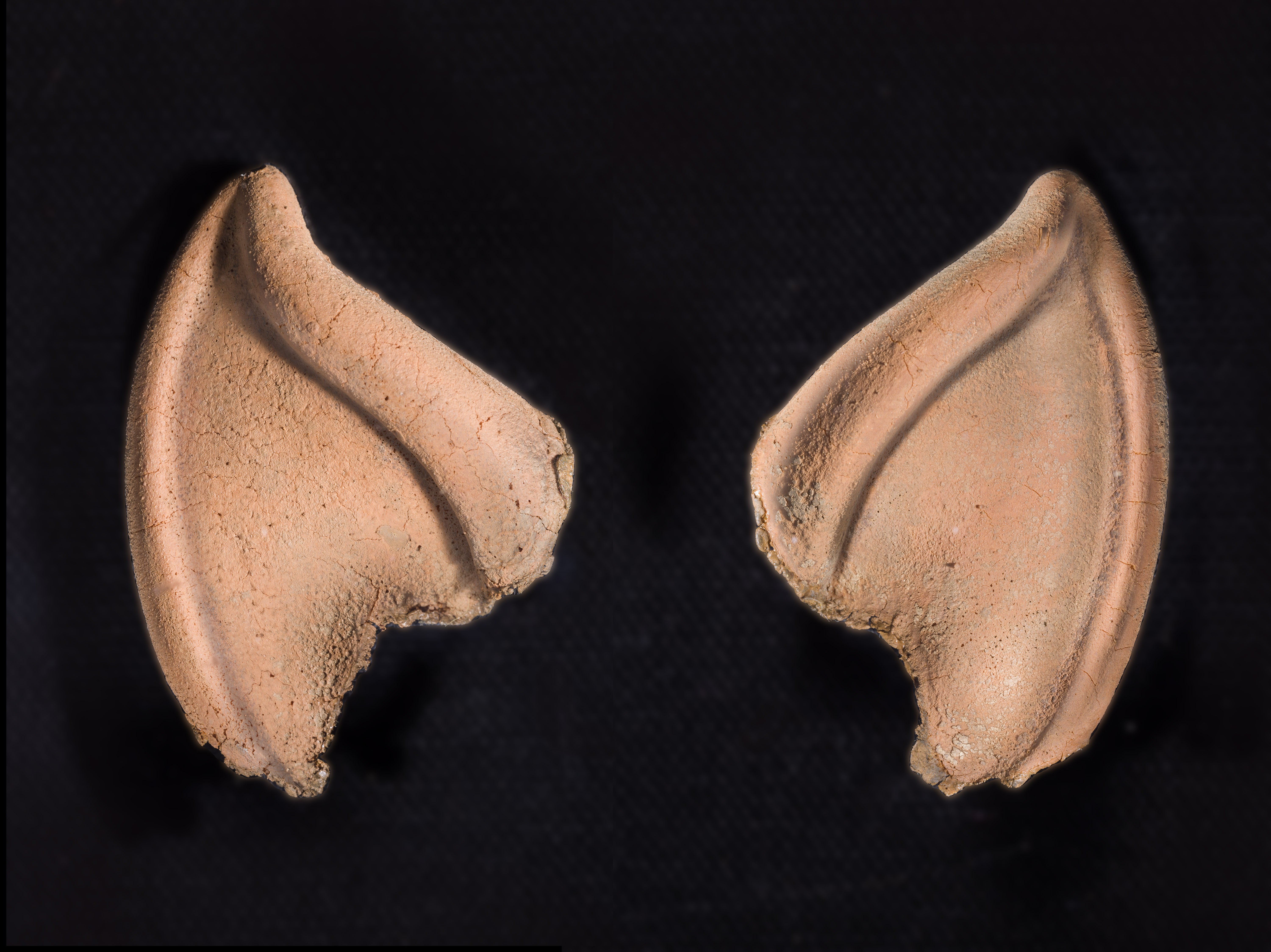 The Iconic Ears of Mr. Spock - Vimarsana News