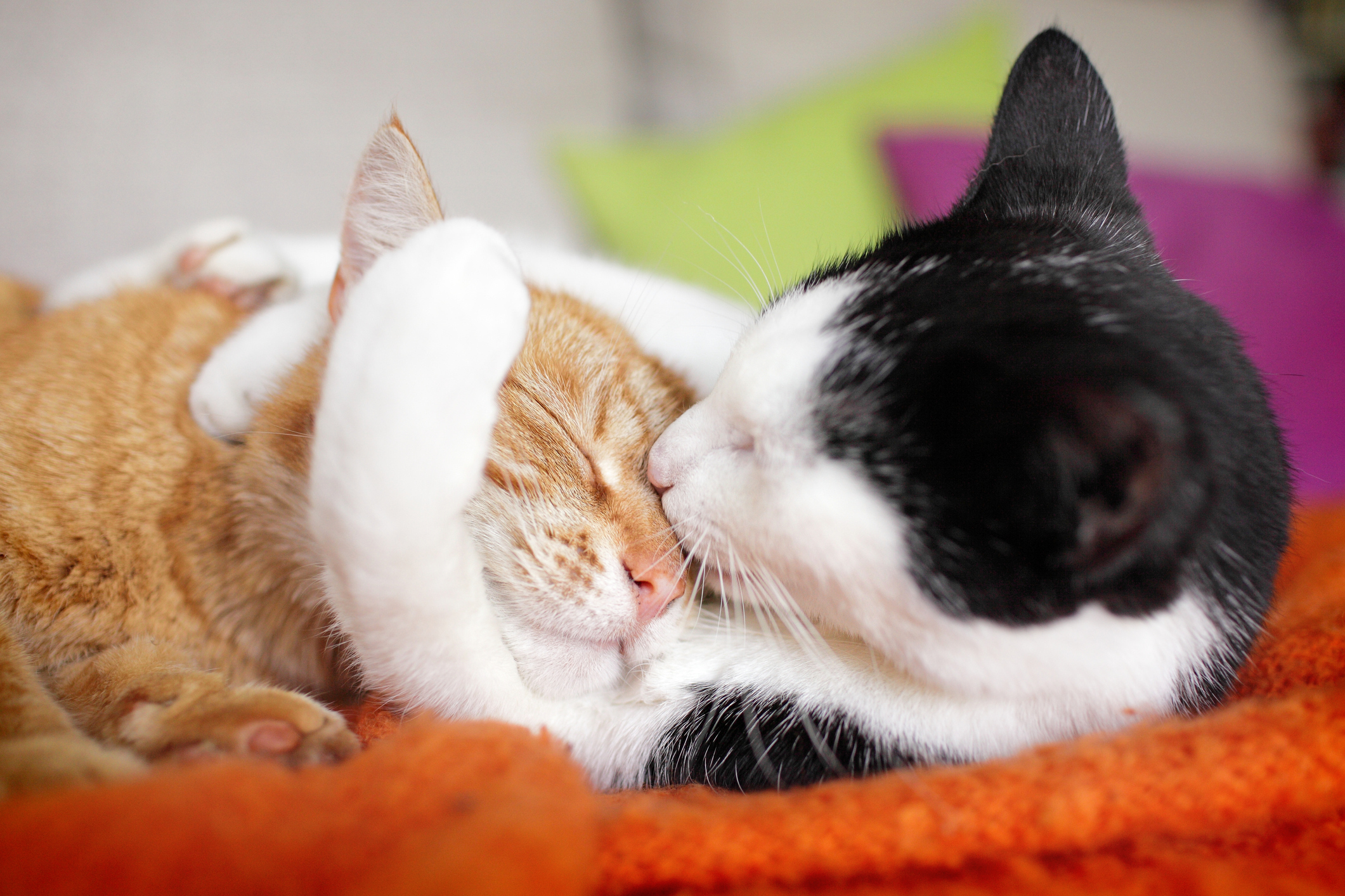 New Study Links Cat Hormones and Gut Microbiomes to Their Social Behavior | Smart News - Vimarsana News