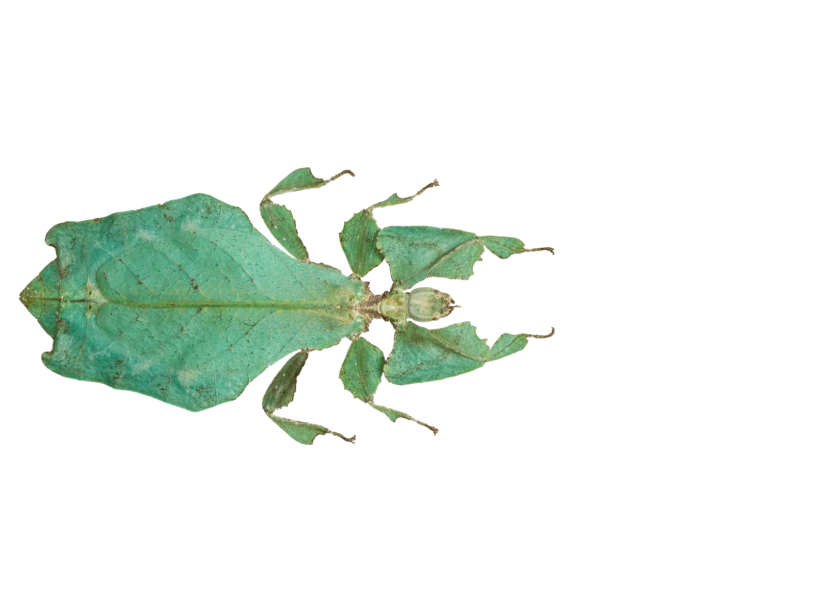 Gray's leaf insect