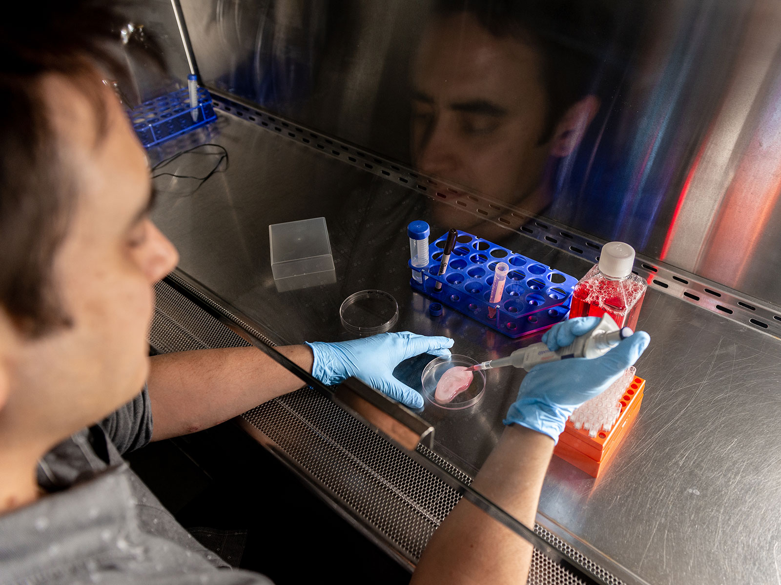 Inside the Innovative Lab Growing Mammal Tissue Using Plants as Scaffolds | Science - Vimarsana News