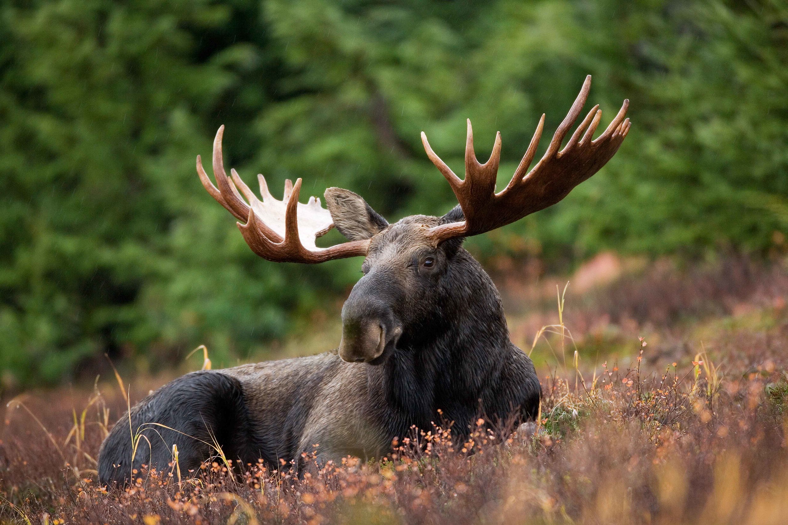 Wolves Keep Brain Worm–Spreading Deer Away From Moose Populations in Minnesota | Smart News - Vimarsana News