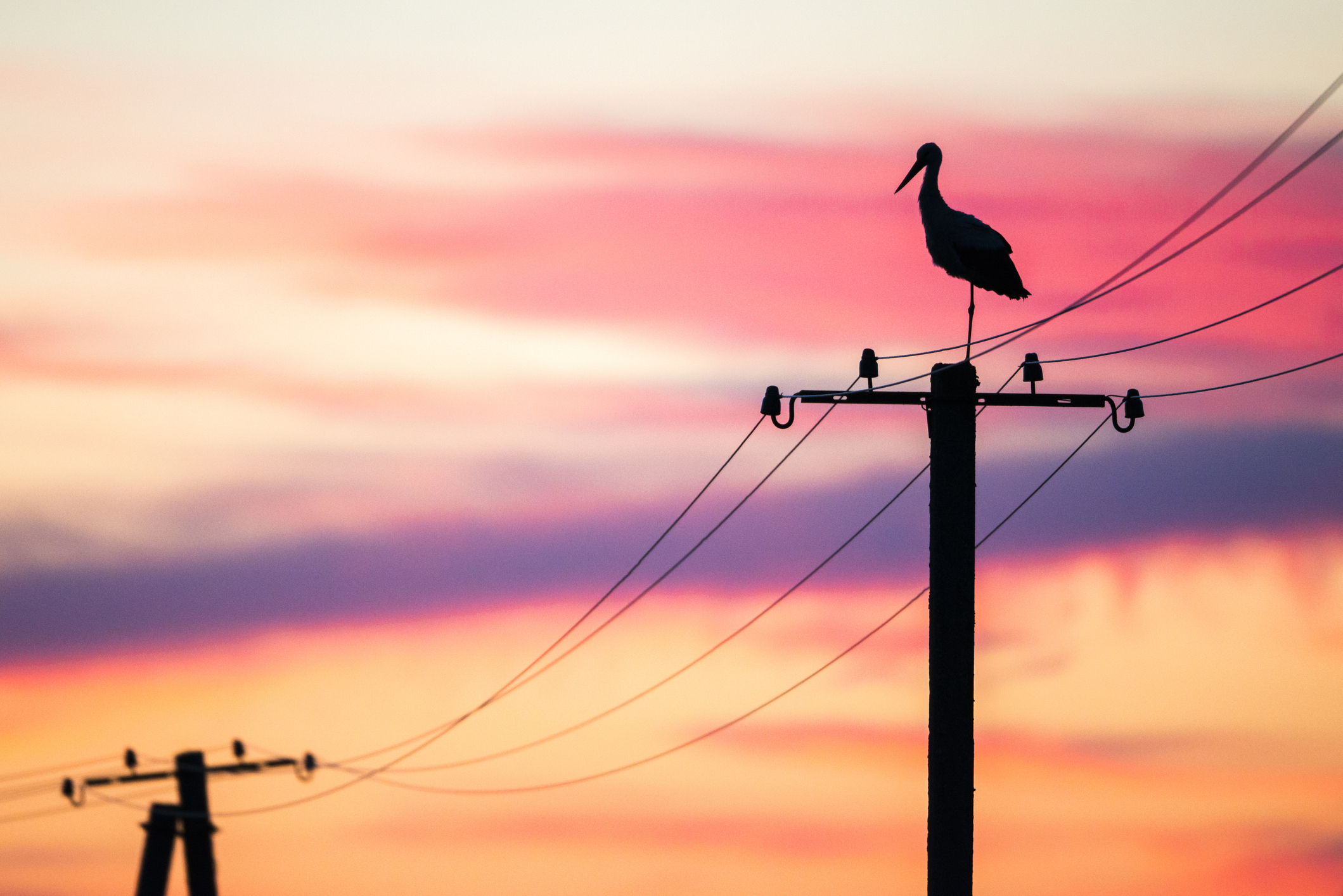A Surprisingly High Number of Wildfires Are Caused by Electrocuted Birds | Smart News - Vimarsana News