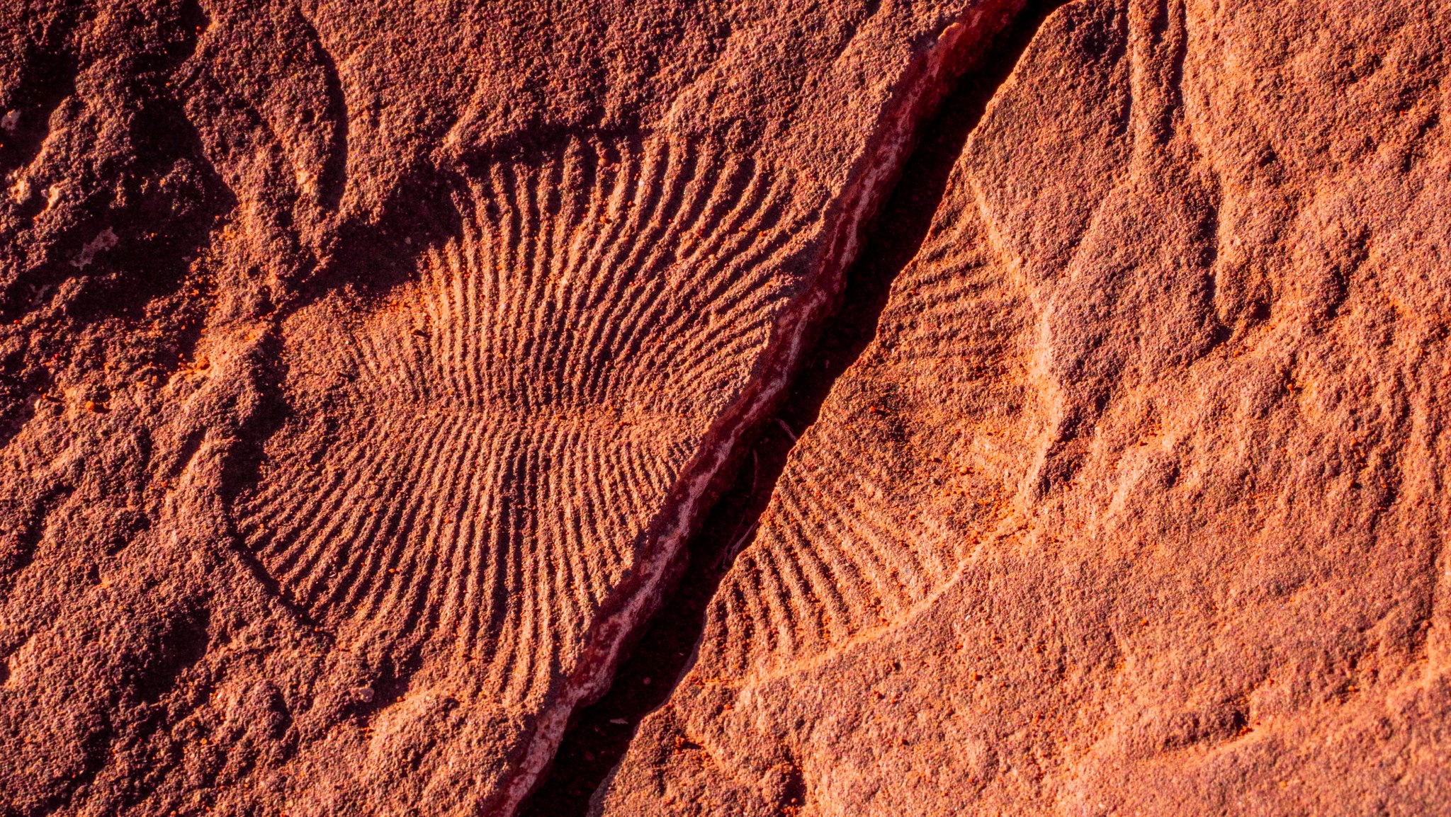 The World's Newest National Park Protects 550-Million-Year-Old Fossils | Smart News - Vimarsana News