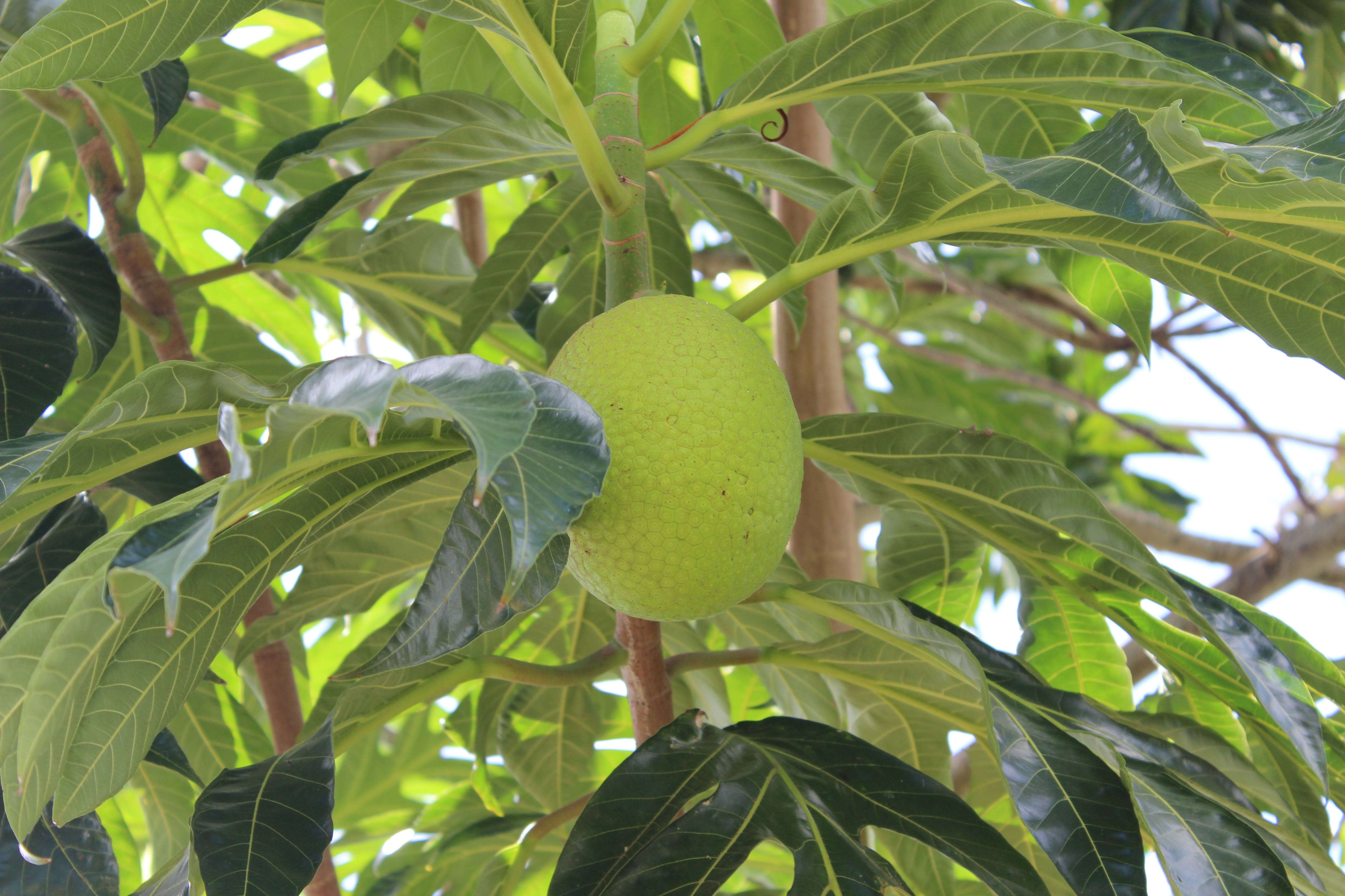 Is Breadfruit the Climate Change-Proof Food of the Future? | Smart News - Vimarsana News
