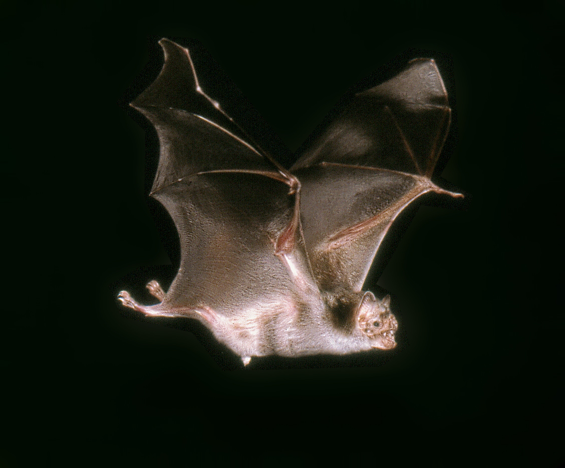 Missing Genes Allow Vampire Bats to Survive on All-Blood Diets | Smart News - Vimarsana News