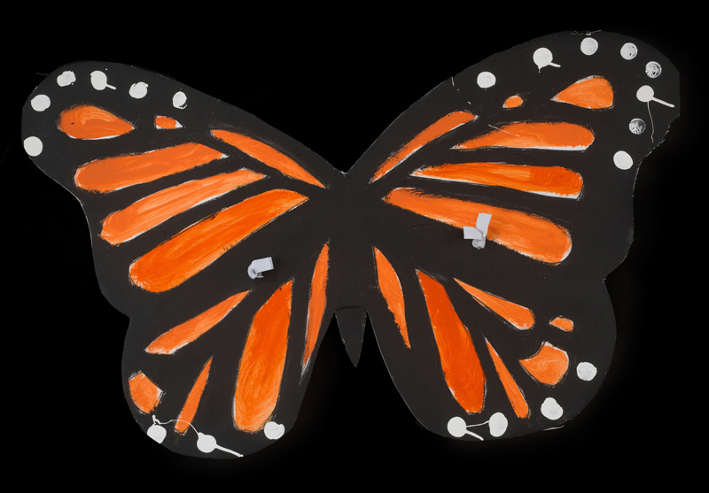 How Butterfly Wings Helped a New Collecting Initiative Take Flight - Vimarsana News