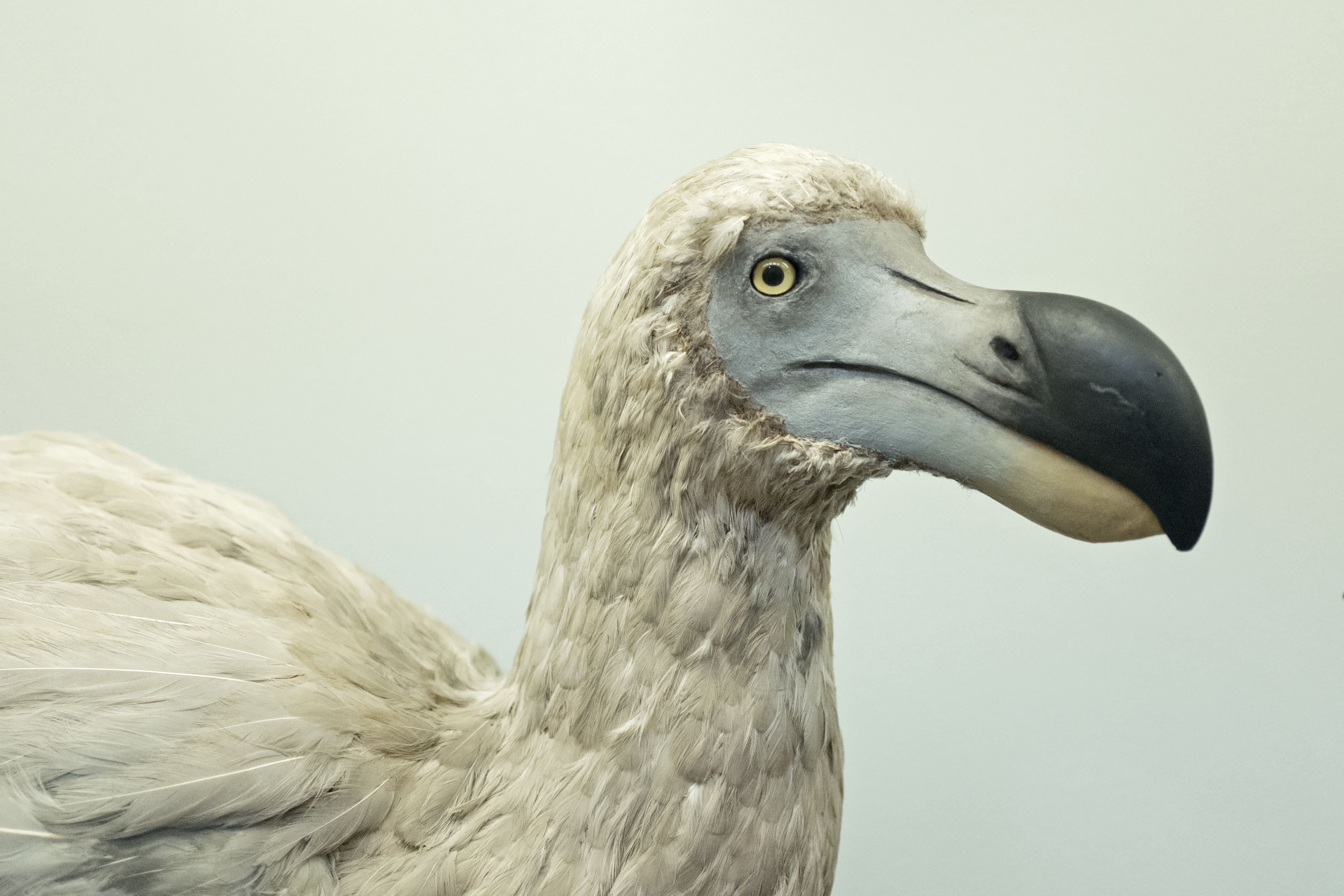 This Company Wants to Bring the Dodo Back From Extinction | Smart News - Vimarsana News