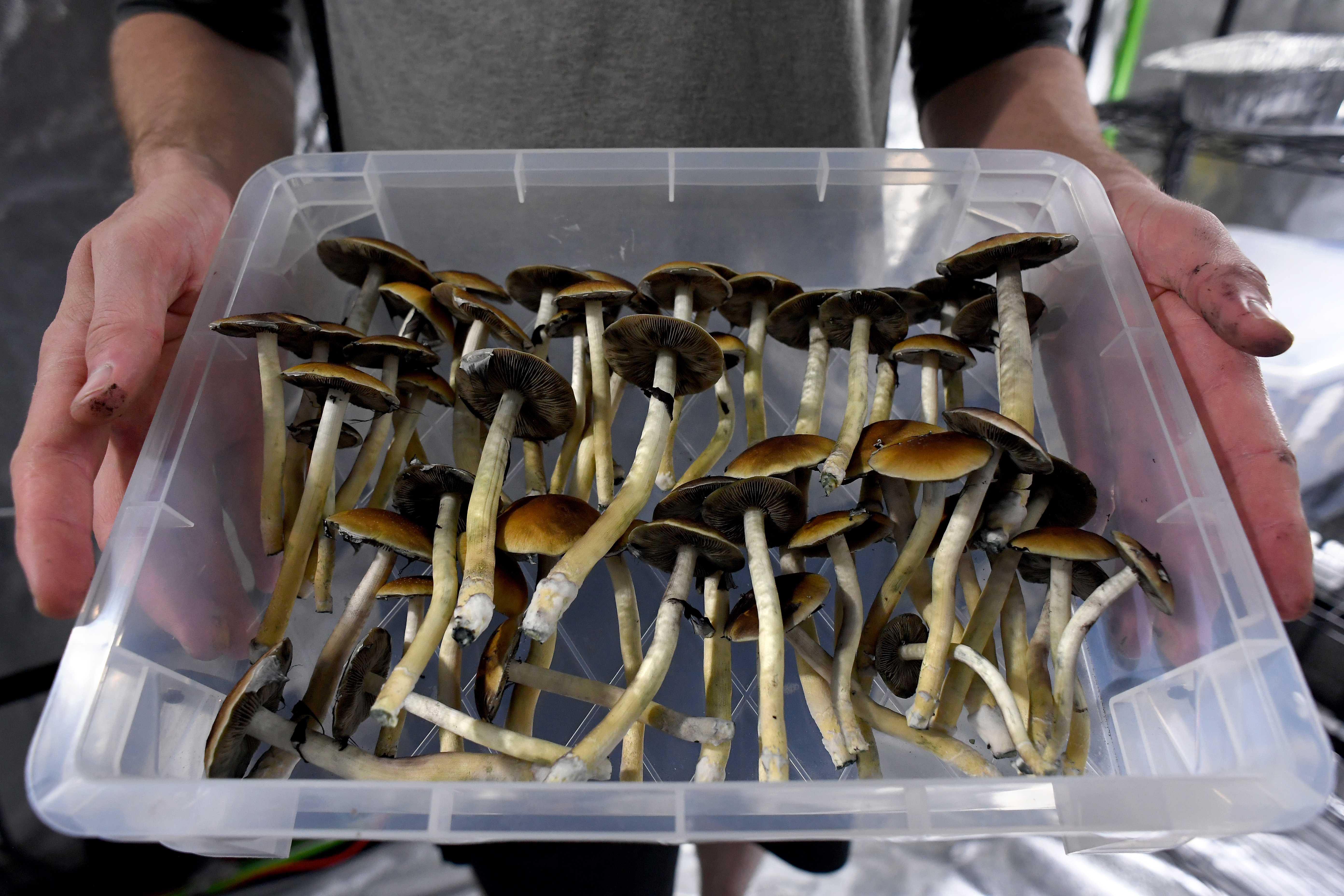 Adults Can Now Use Magic Mushrooms With Supervision in Oregon | Smart News - Vimarsana News