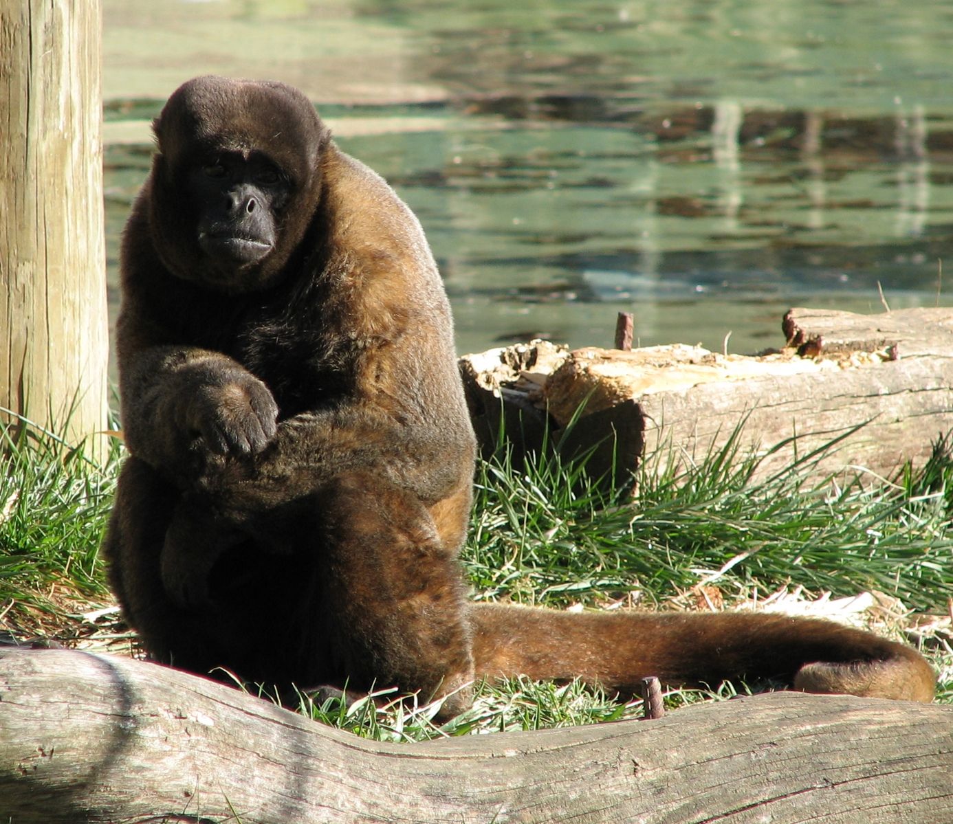 Ecuador's High Court Rules Wild Animals Have Legal Rights | Smart News - Vimarsana News