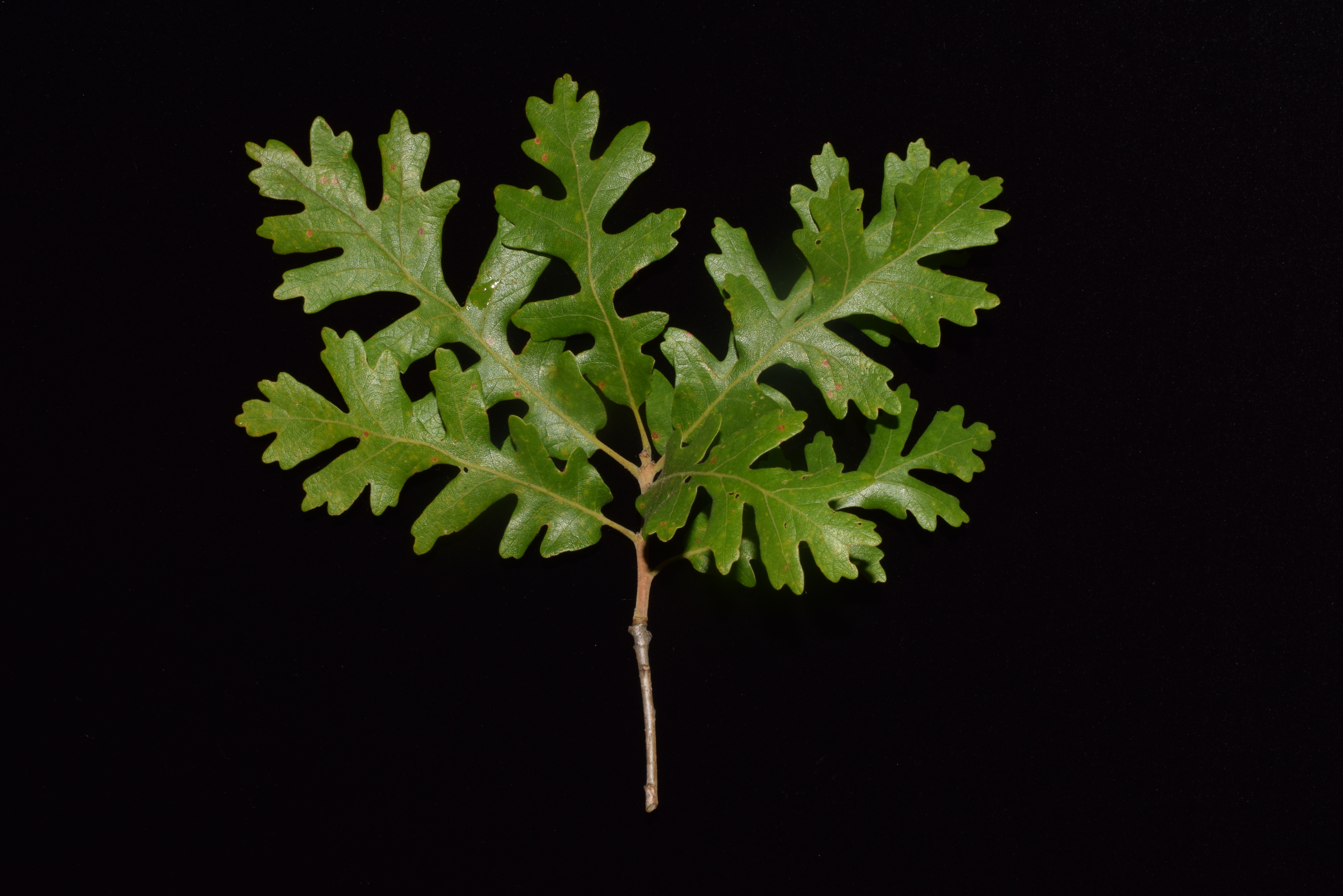 Gambel oak branchlet