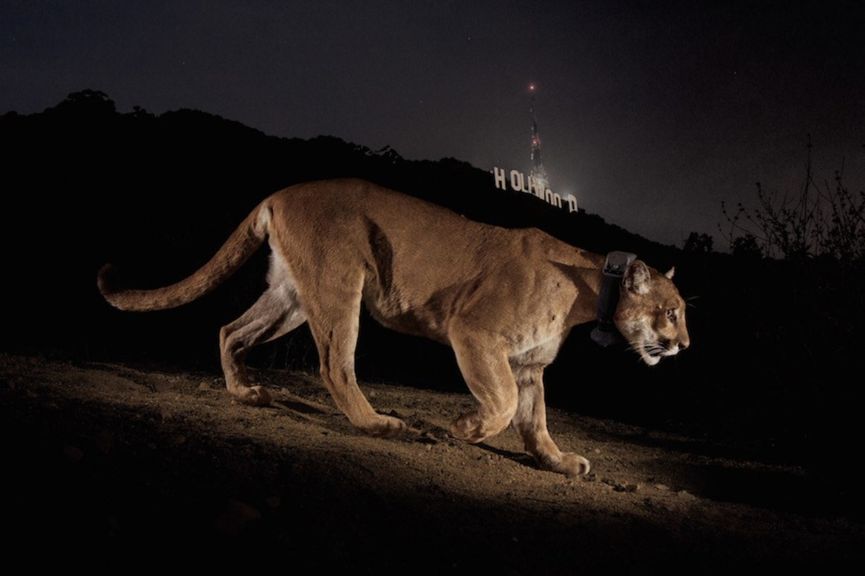 Why Los Angeles Fell in Love With the Mountain Lion Known as P-22 | Smart News - Vimarsana News