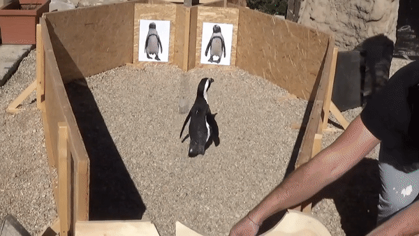 a penguin in a wooden enclosure walks toward the leftmost of two printed out penguin pictures