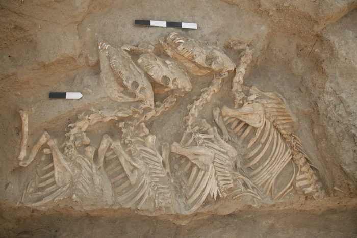This Ancient Wild Ass Was the Earliest Known Animal Hybrid Bred by Humans | Smart News - Vimarsana News