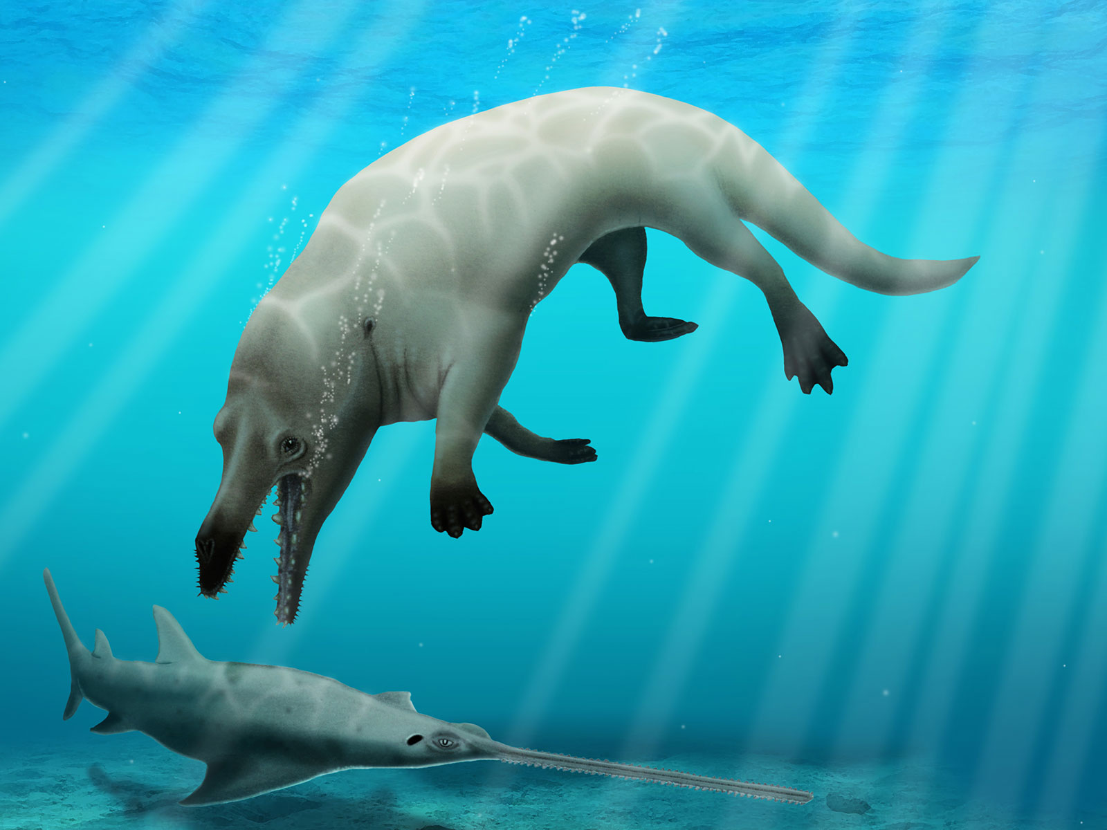 Whales Once Walked Along the Coasts of North America | Science - Vimarsana News