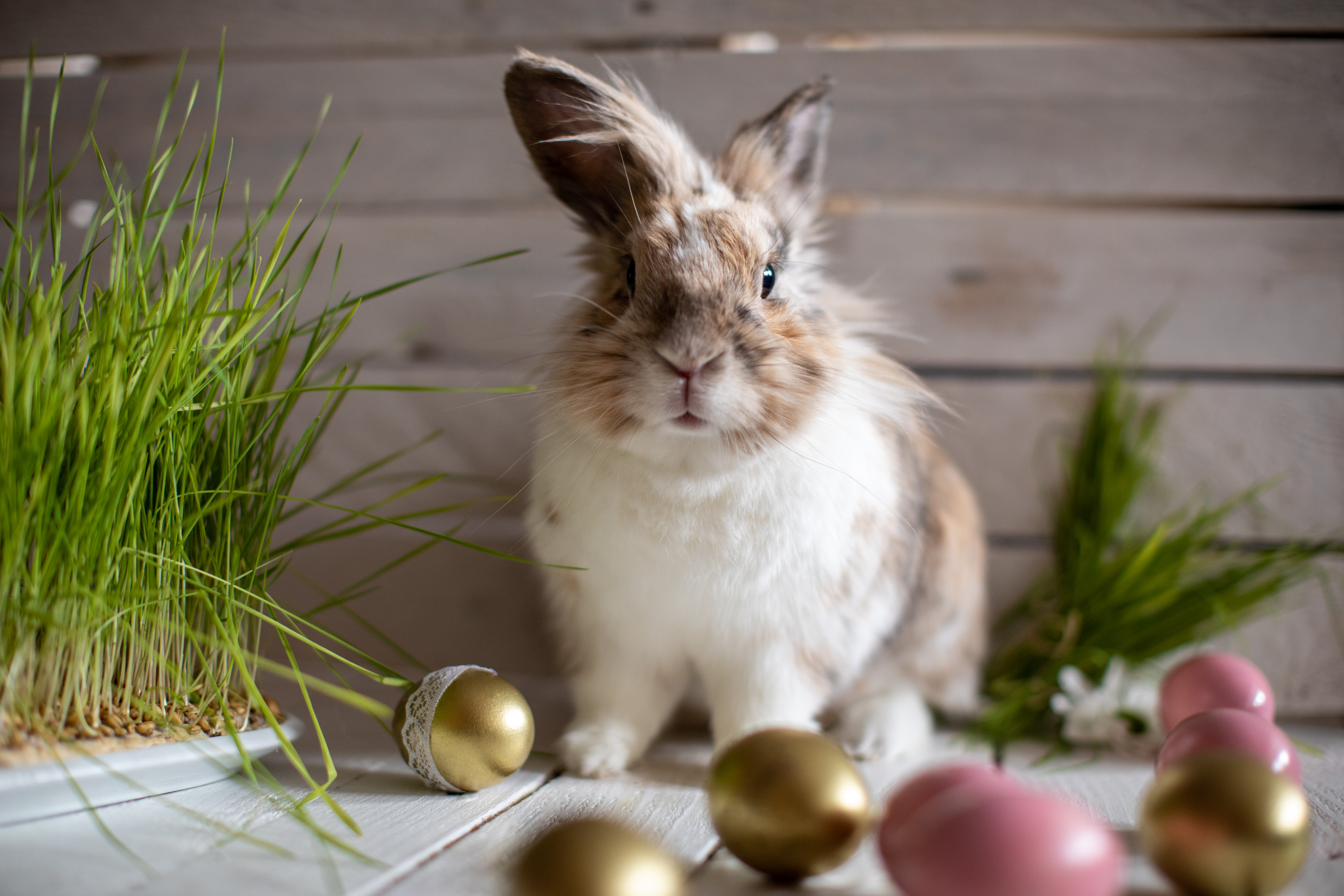 Fluffy bunny in front of wood panel, with Easter eggs scattered on the floor