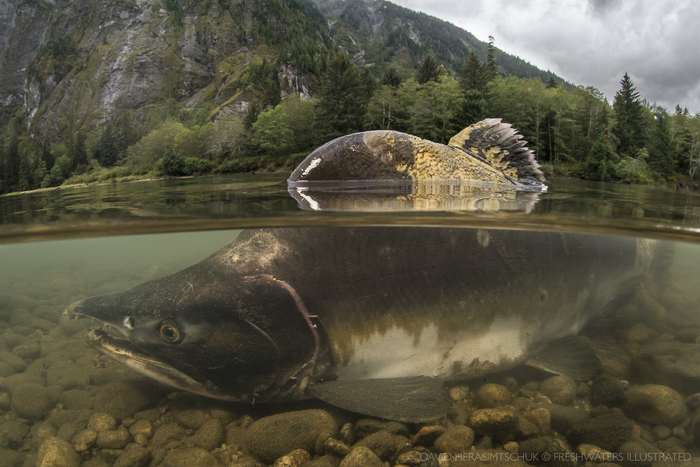 Melting Glaciers May Create 3,800 Miles of New Salmon Habitat by 2100 | Smart News - Vimarsana News