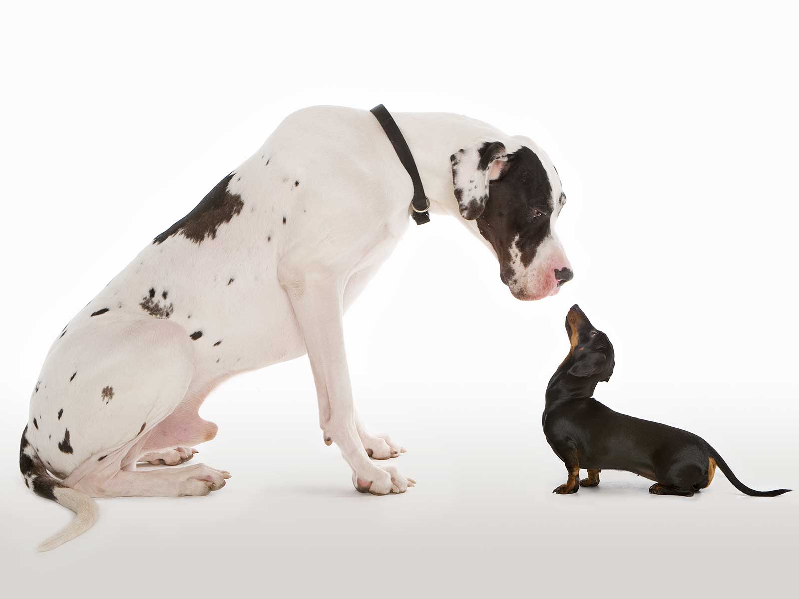 Mutation That Gave Us Tiny Dogs Found in Ancient Wolves | Science - Vimarsana News