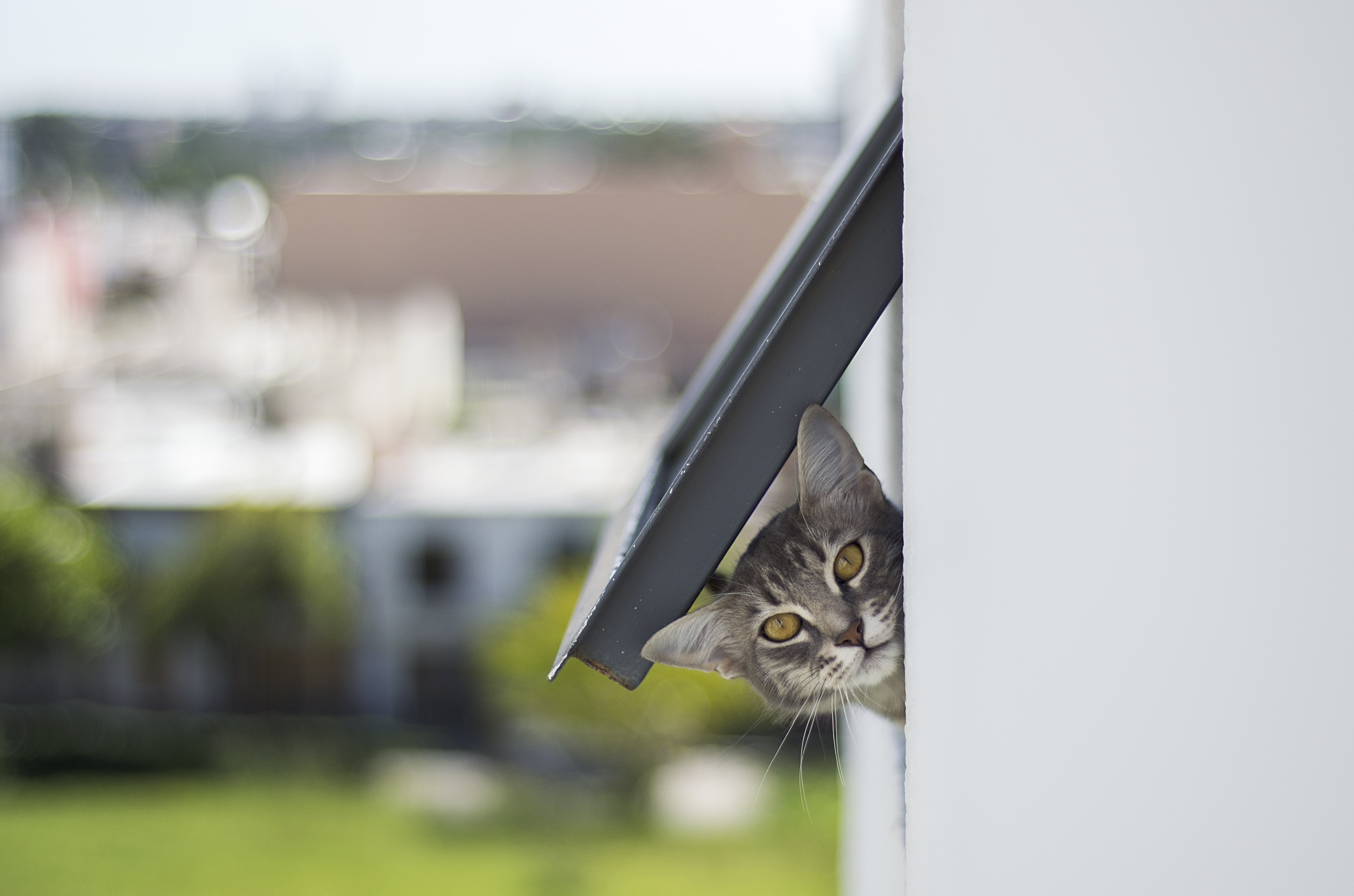 Outdoor Pet Cats Are Spreading a Brain Parasite to Wildlife | Smart News - Vimarsana News