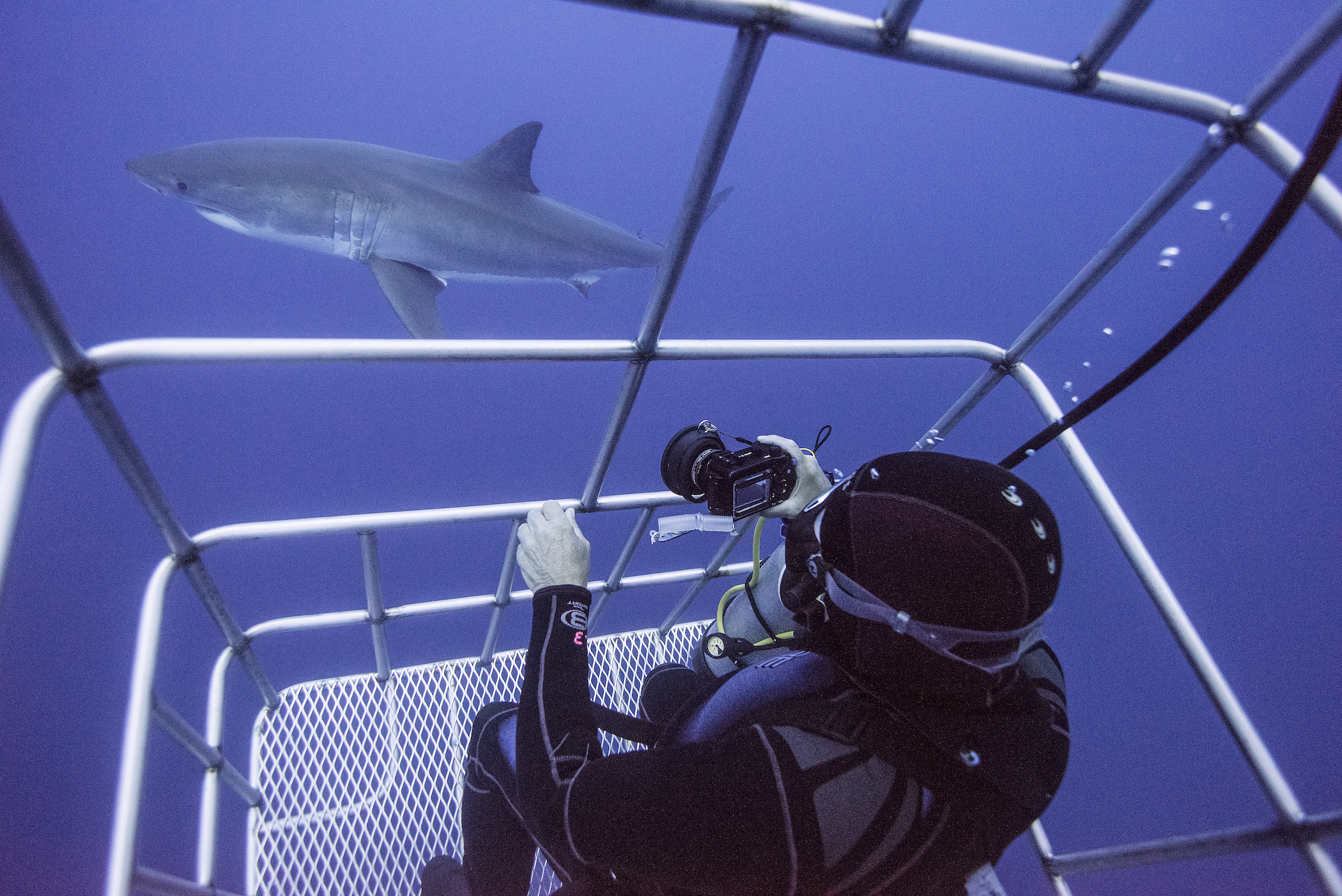 Mexico Bans Great White Shark-Related Tourism on Guadalupe Island | Smart News - Vimarsana News