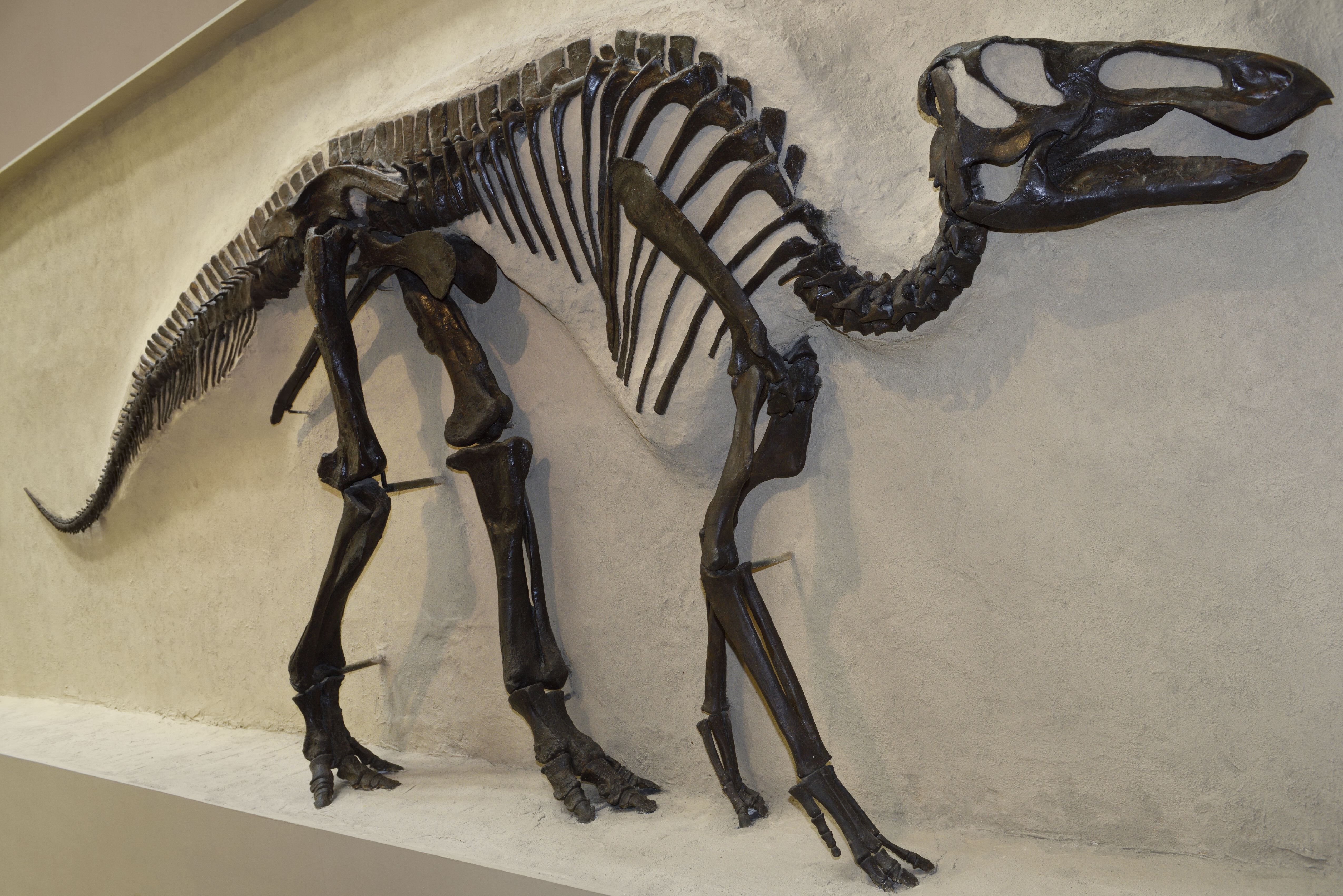 Rare 'Mummified Dinosaur' Formed in an Unexpected Way | Smart News - Vimarsana News