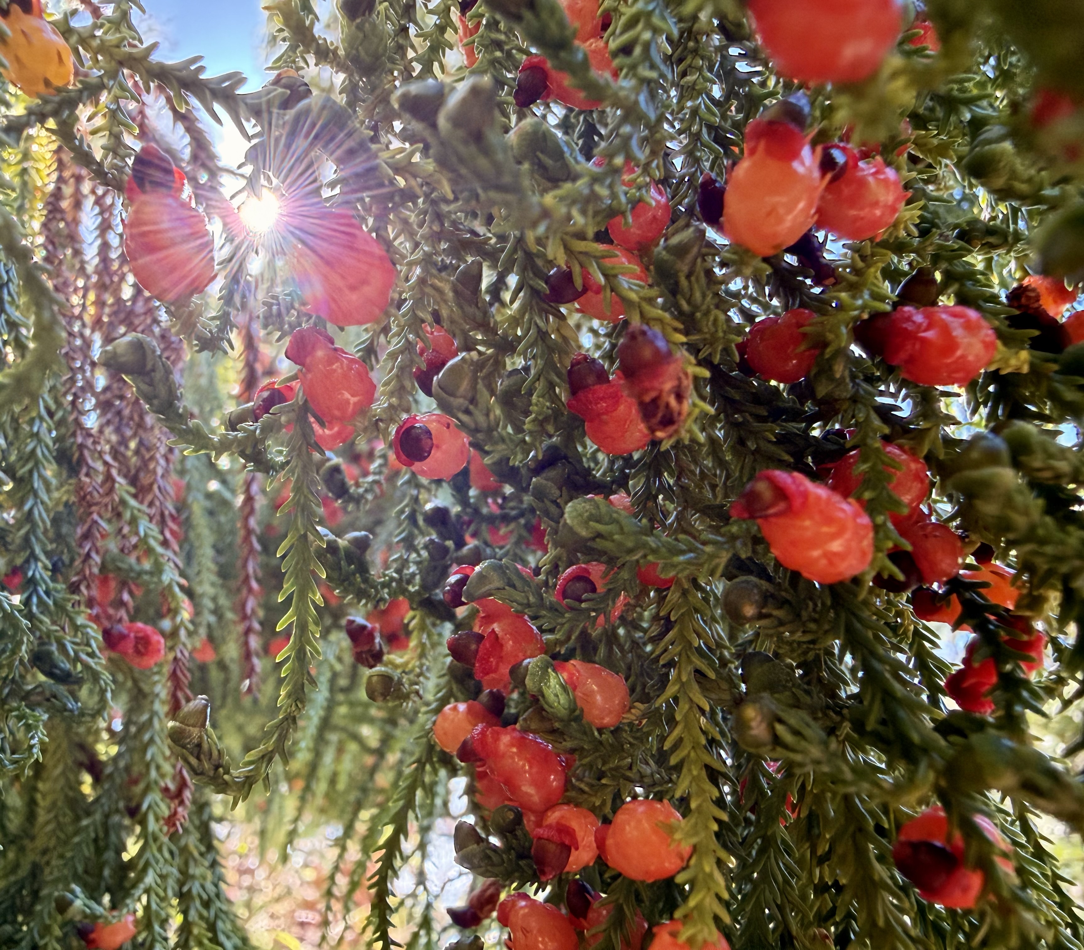 Red fruits in green tree branches