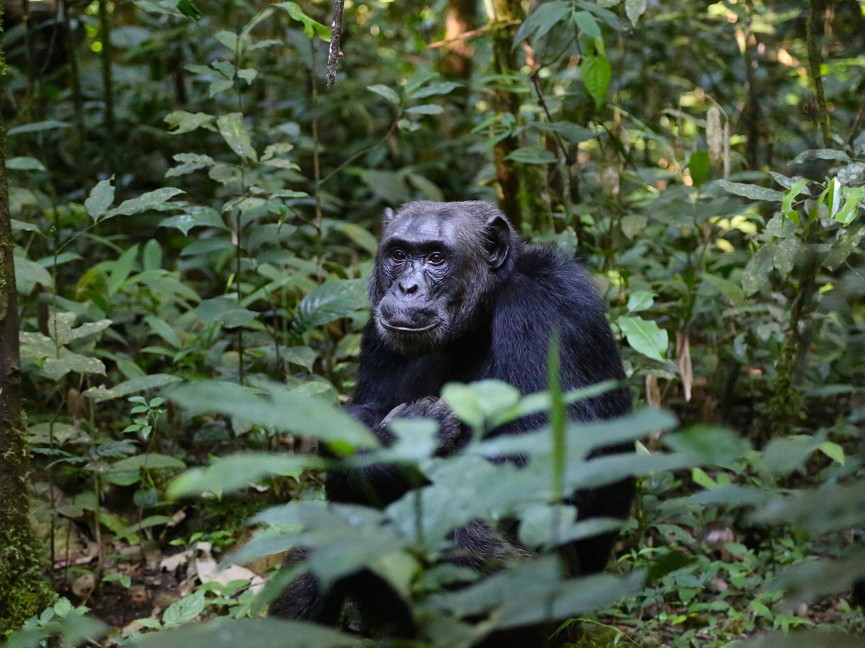 Explore How Chimpanzees Perceive Gender and More Natural History Programs This April - Vimarsana News