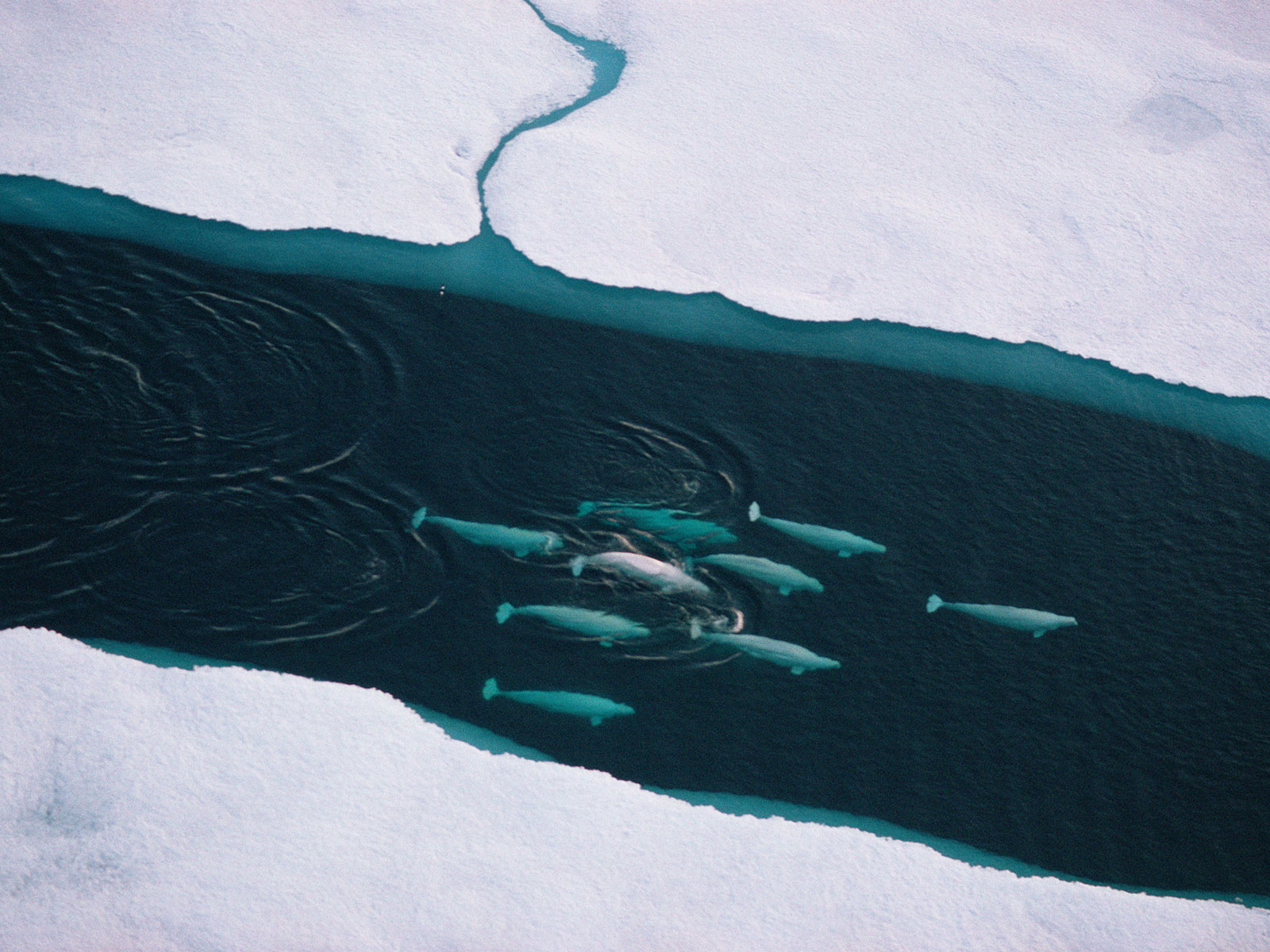 Can Satellites Really Detect Whales From Space? | Science - Vimarsana News