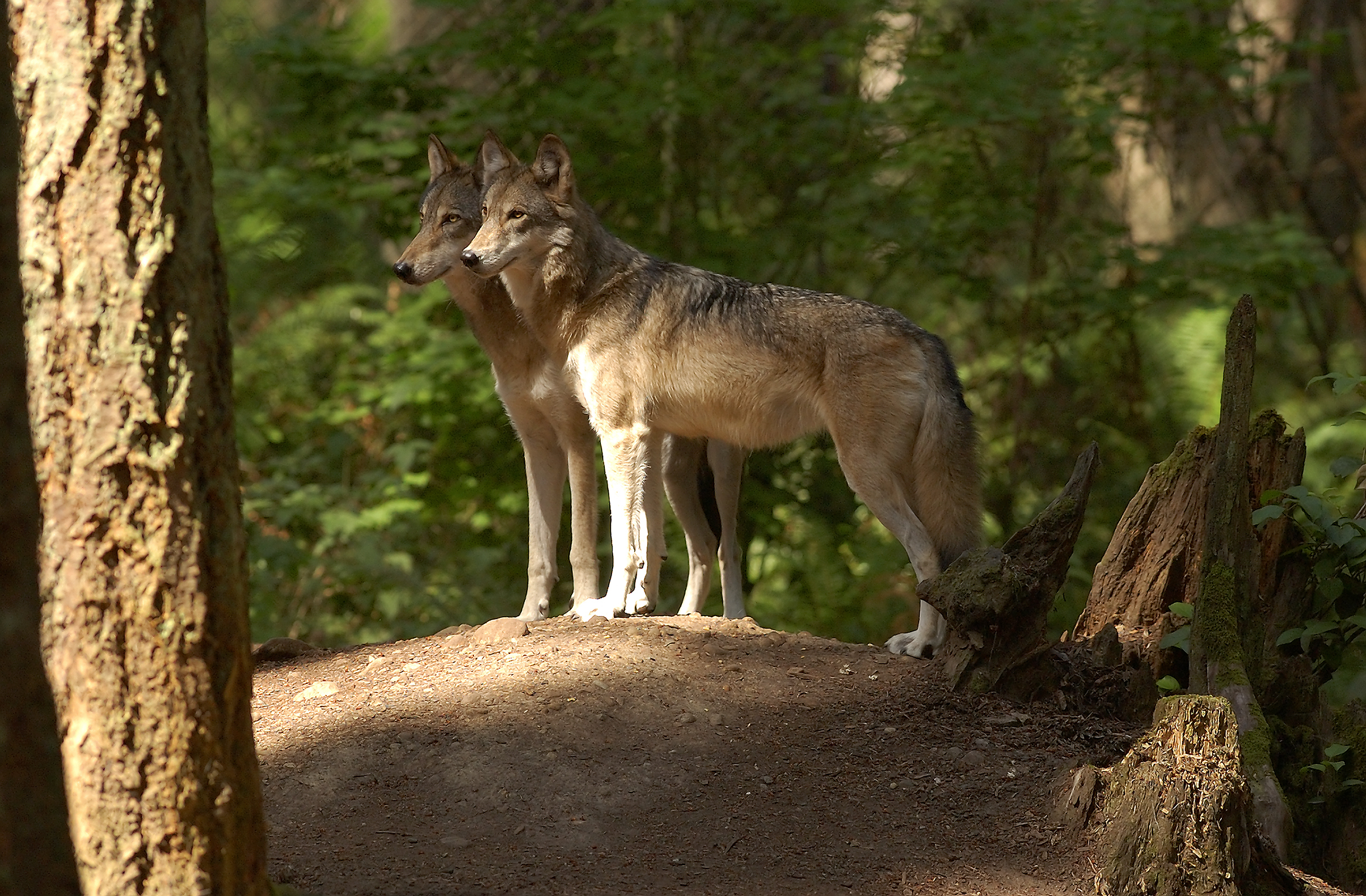 Six Endangered Gray Wolves Were Poisoned in Washington | Smart News - Vimarsana News