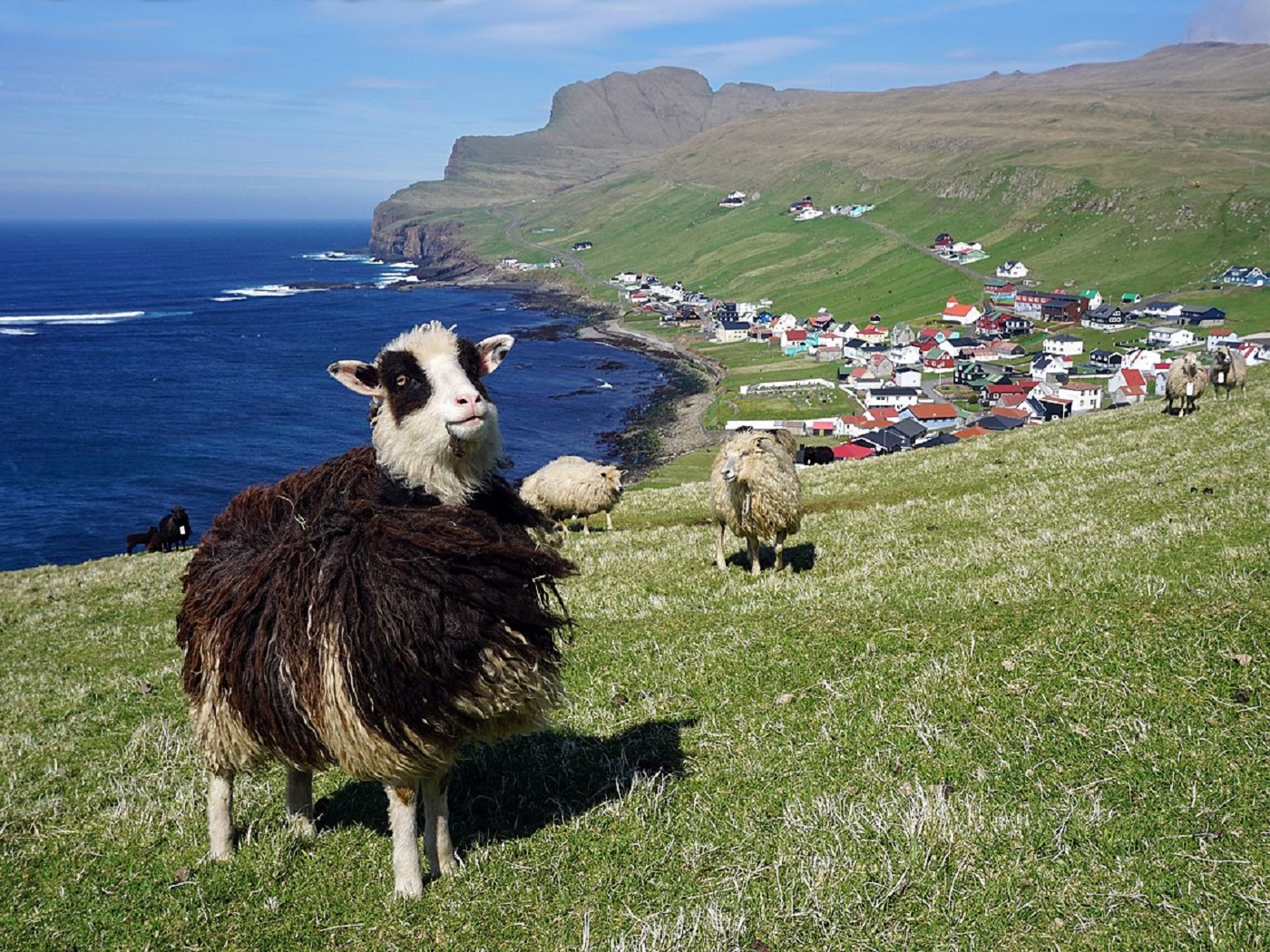 Ancient Sheep Poop Tells the Tale of the Faroe Islands' First Inhabitants | Smart News - Vimarsana News