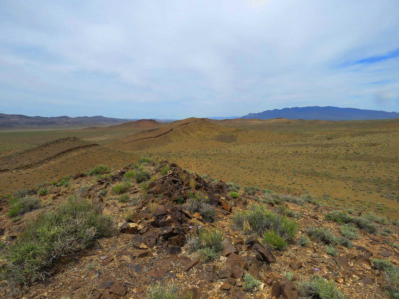 Fossils From One of the World's First Reefs Can Be Found on Mountains in Nevada | Science - Vimarsana News