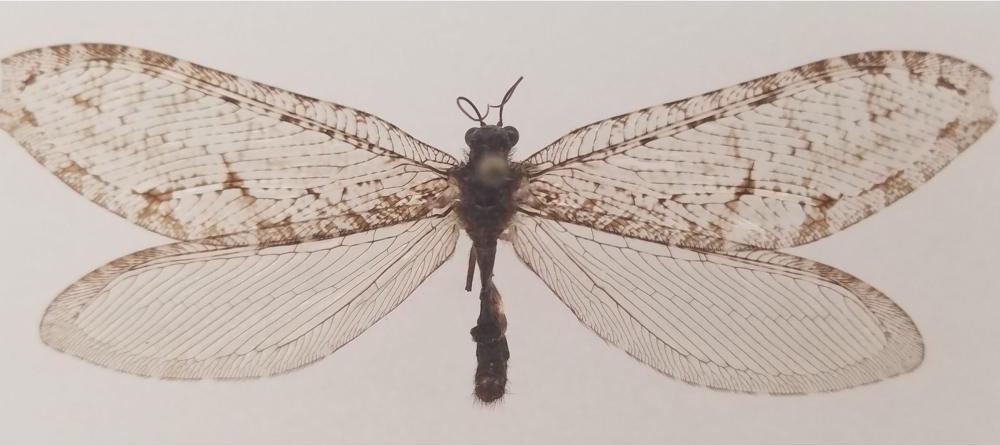 Rare Jurassic-Era Insect Discovered at Arkansas Walmart | Smart News - Vimarsana News