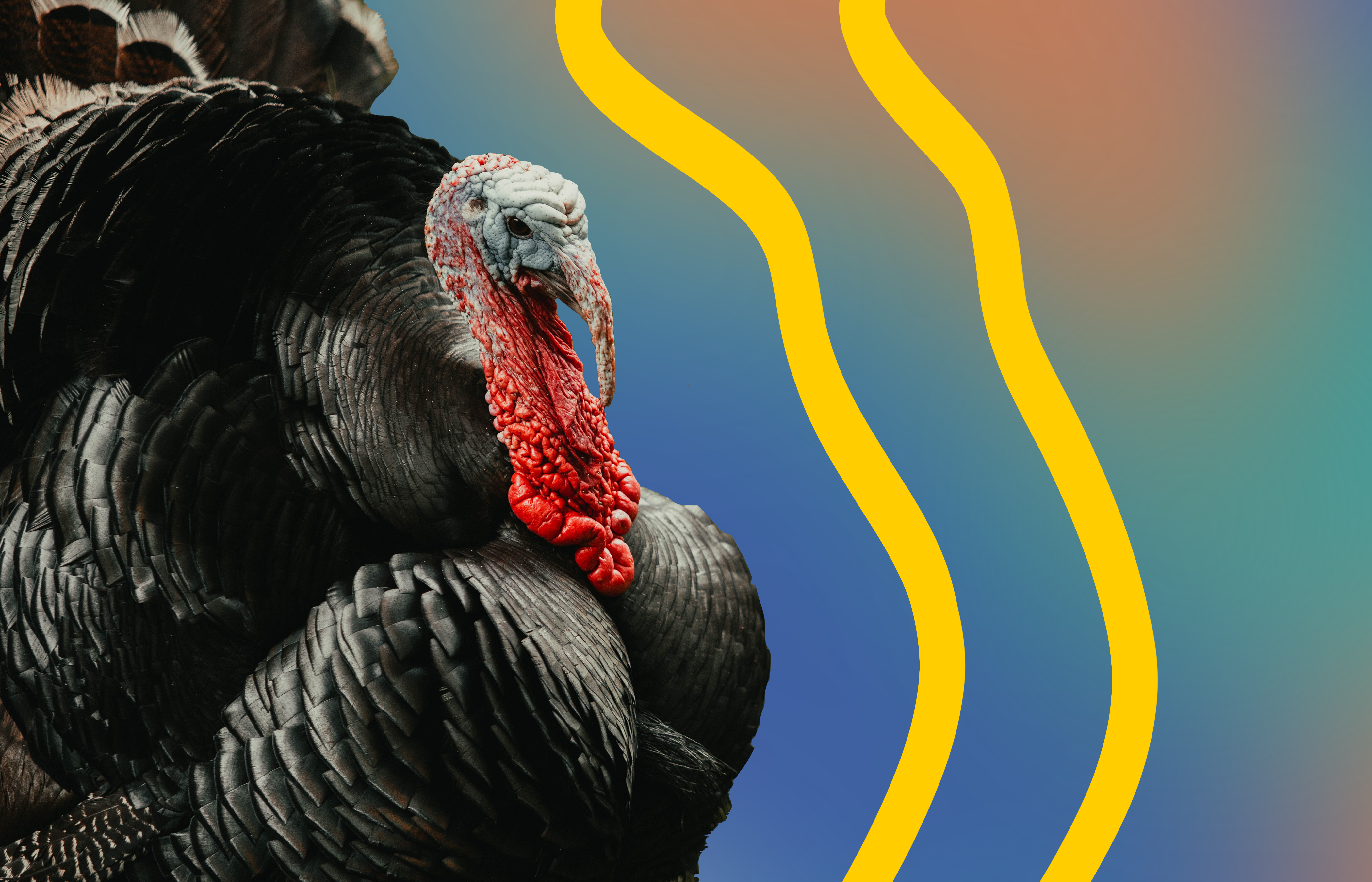 Leftovers and Turkey Takeovers in This Week's Earth Optimism - Vimarsana News