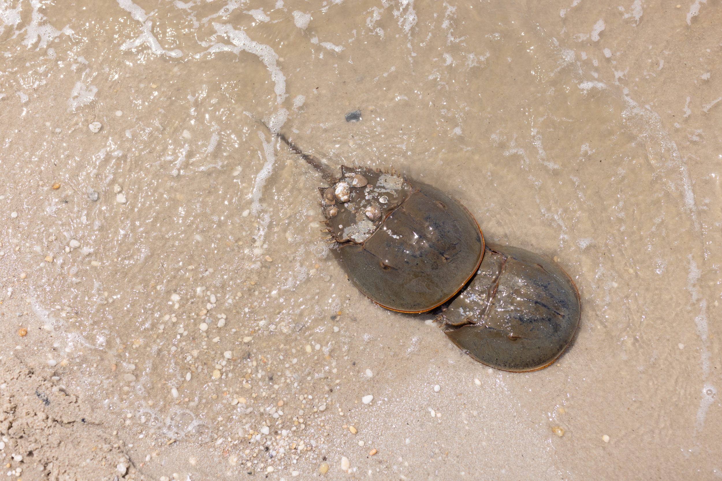 10 Incredible Horseshoe Crab Facts - Vimarsana News
