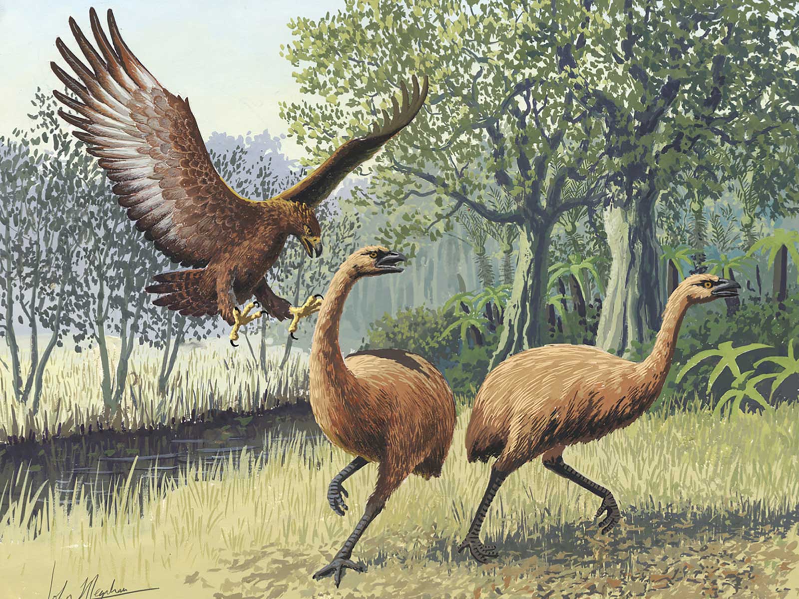How a Giant Eagle Once Came to Dominate New Zealand | Science - Vimarsana News