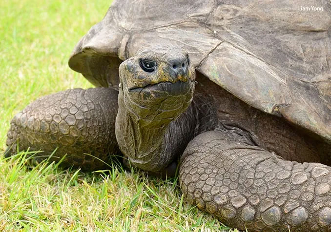 At 190, Jonathan the Tortoise Is the World's Oldest | Smart News - Vimarsana News