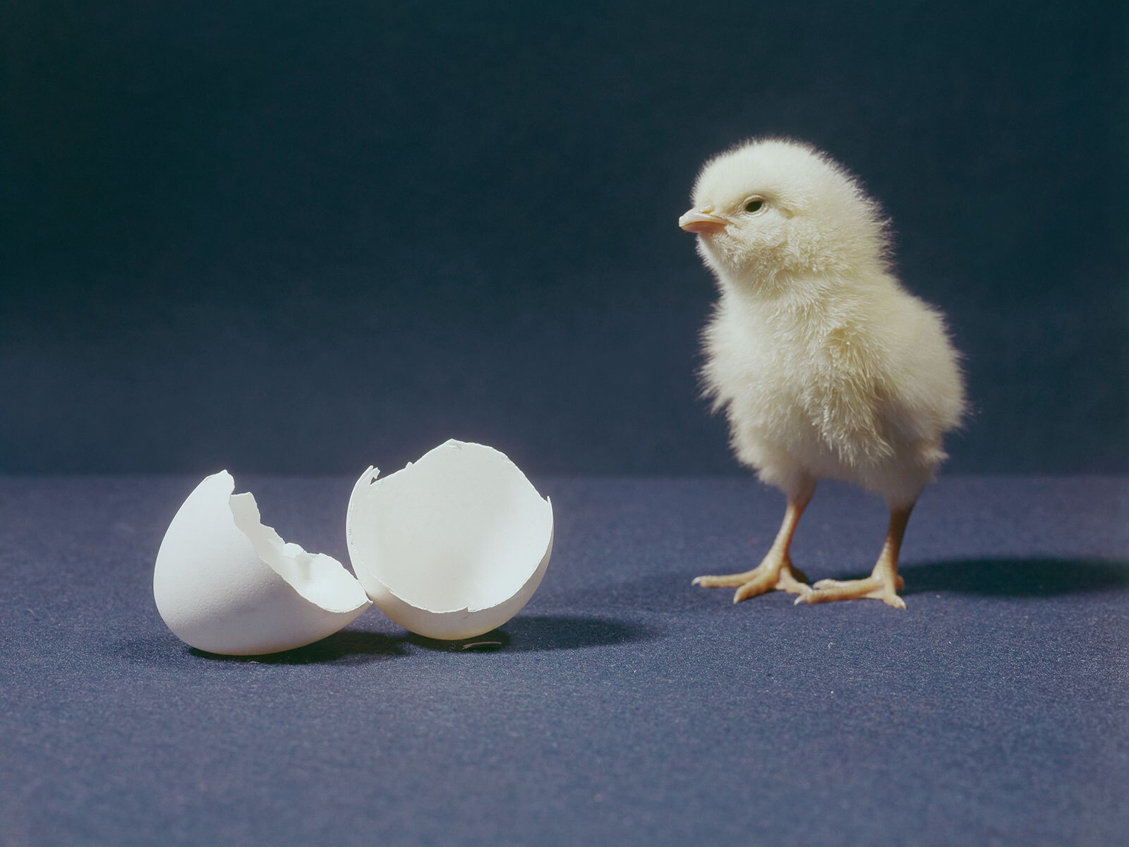 Why Newborn Chicks Love Objects That Defy Gravity | Science - Vimarsana News