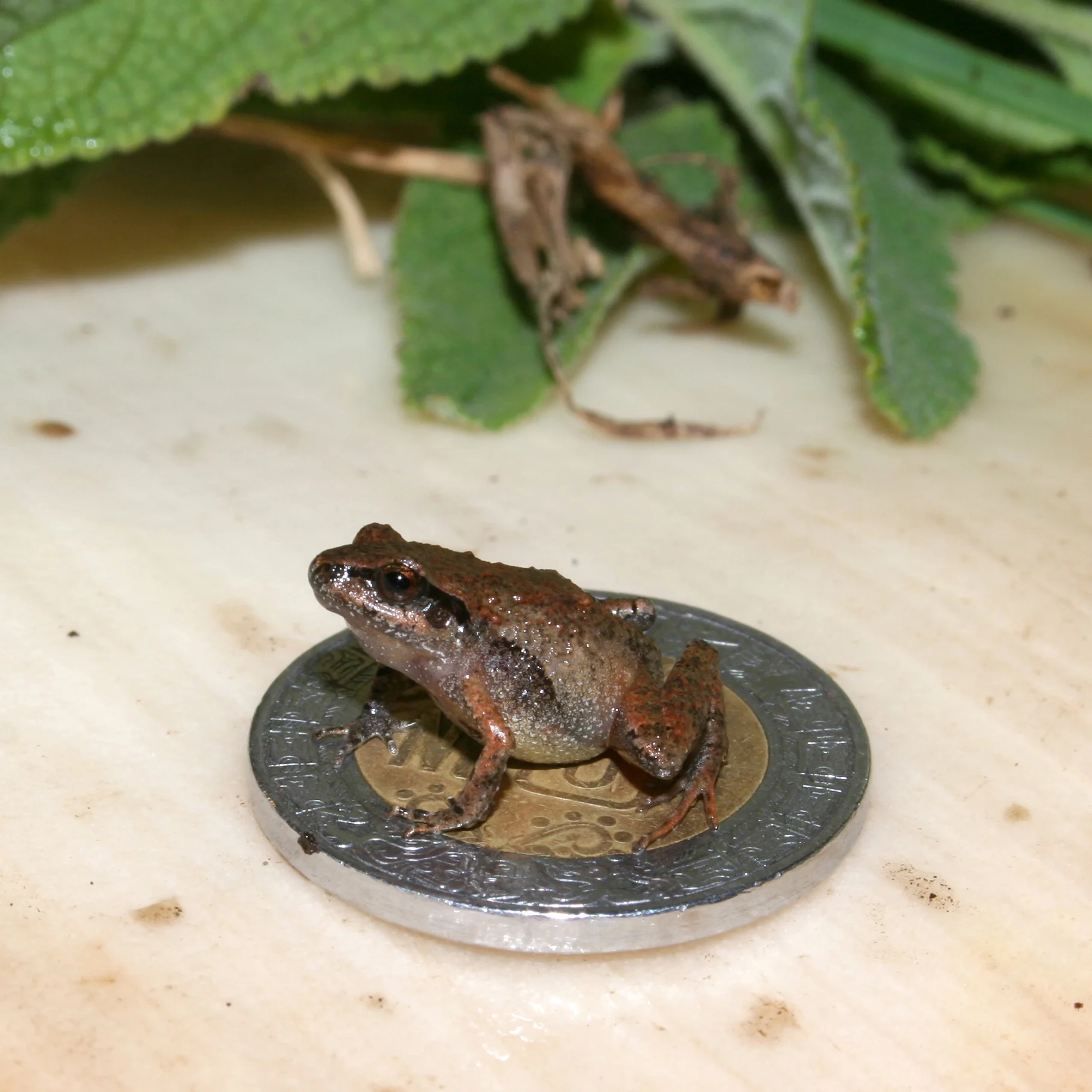 Six New Miniature Frog Species Discovered in Mexico | Smart News - Vimarsana News