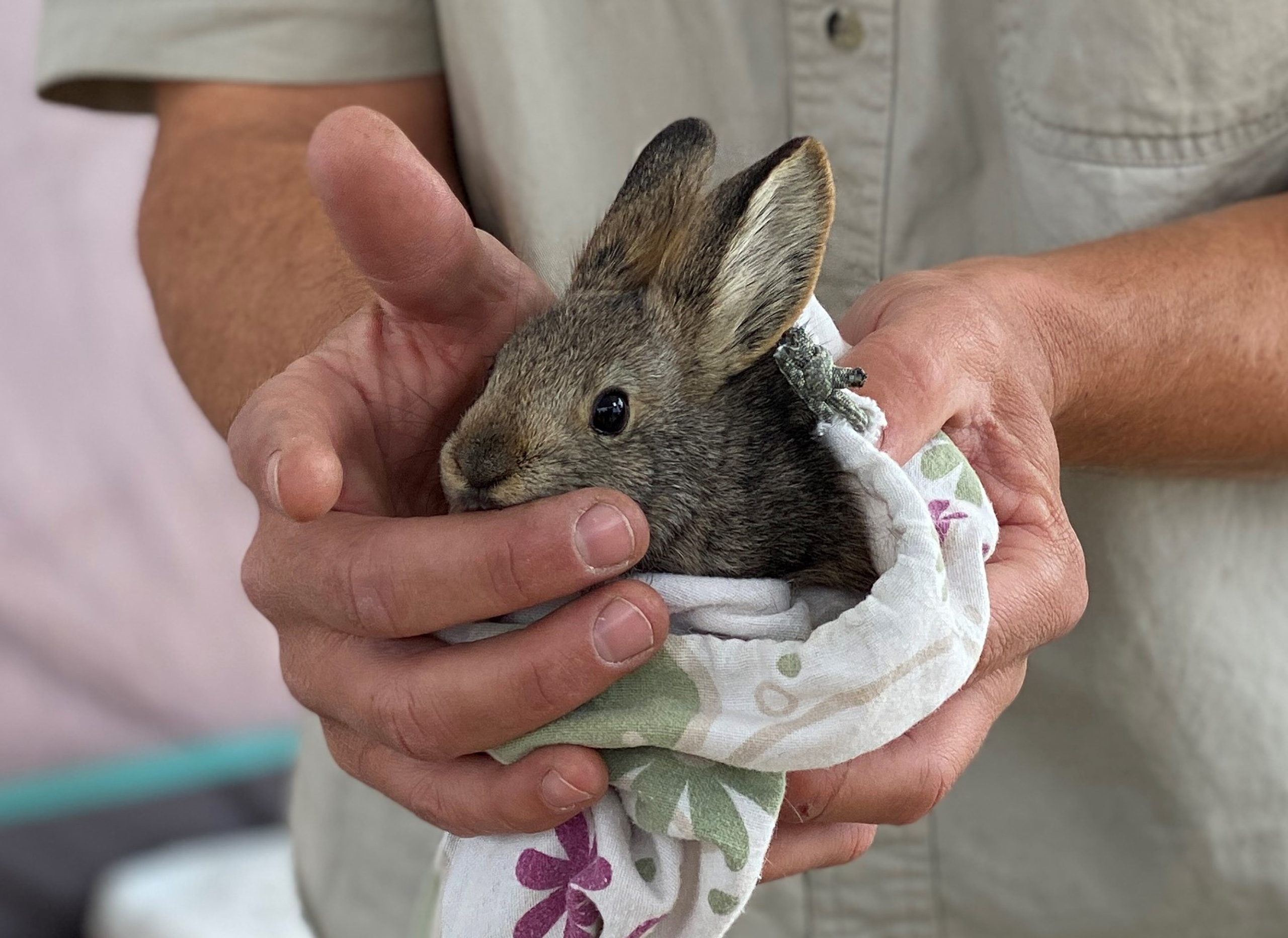Bunnies, Bears, and Other Stories to Beat the January Blues - Vimarsana News