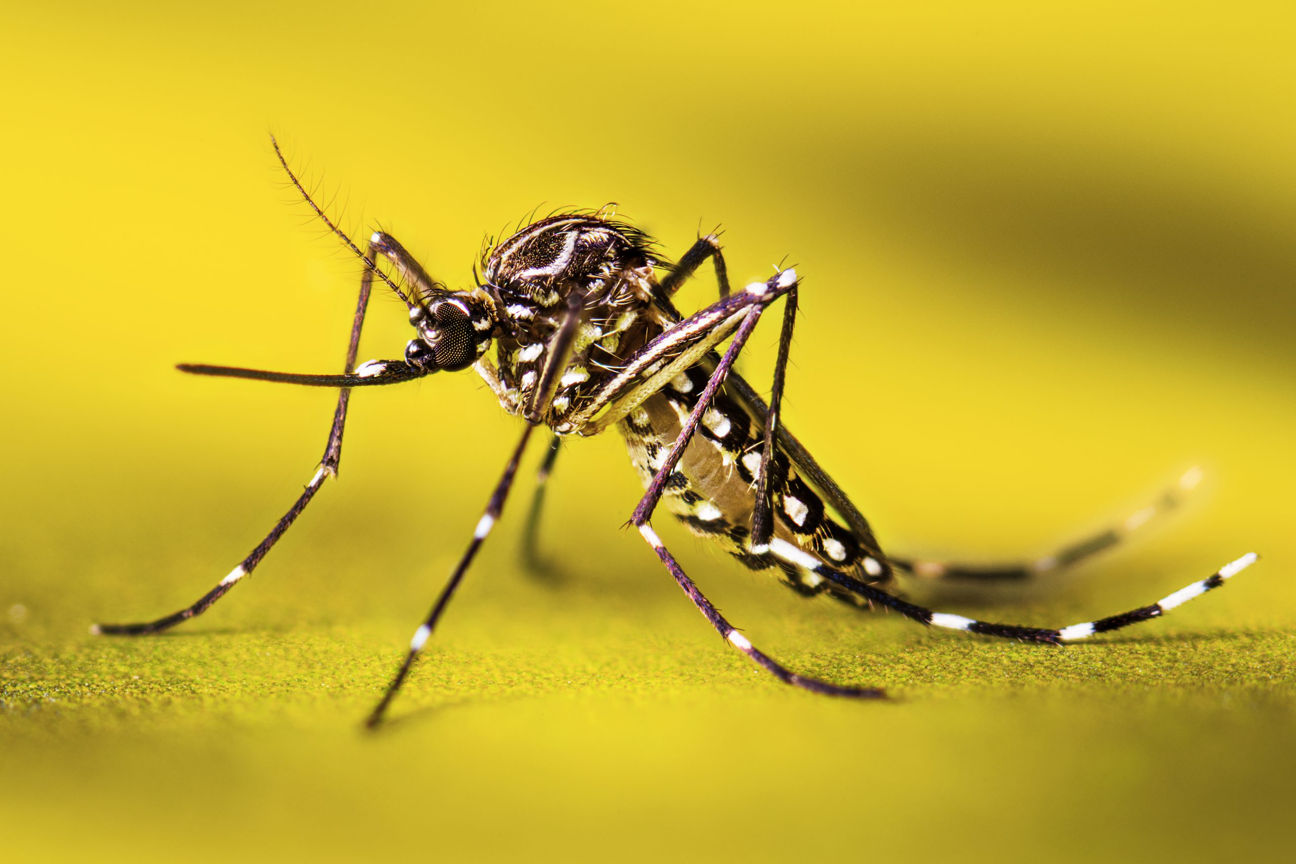 'Super-Resistant' Mosquitoes Can Survive Insecticides in Southeast Asia | Smart News - Vimarsana News