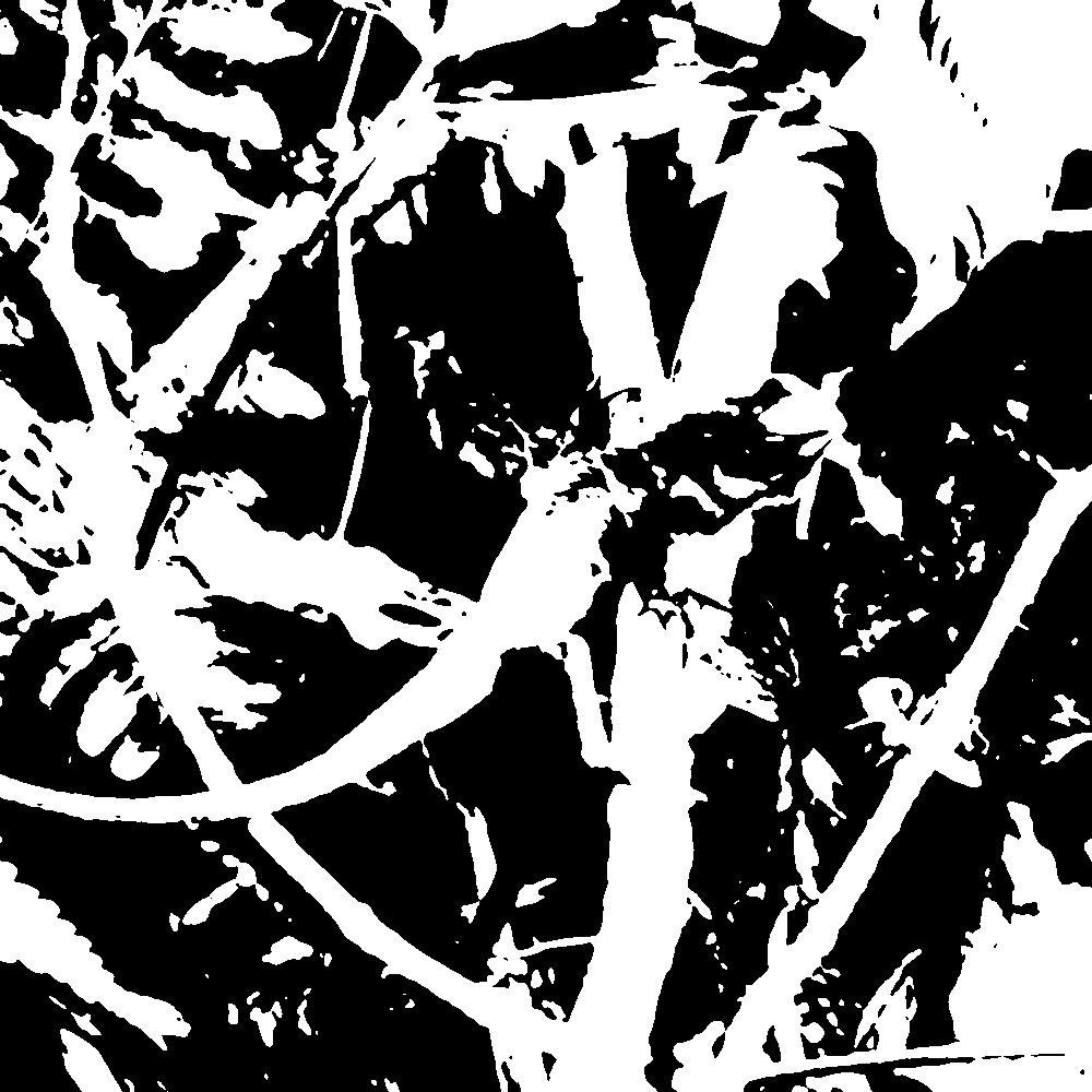 a gif of a Mooney image fades into the real version: a chameleon