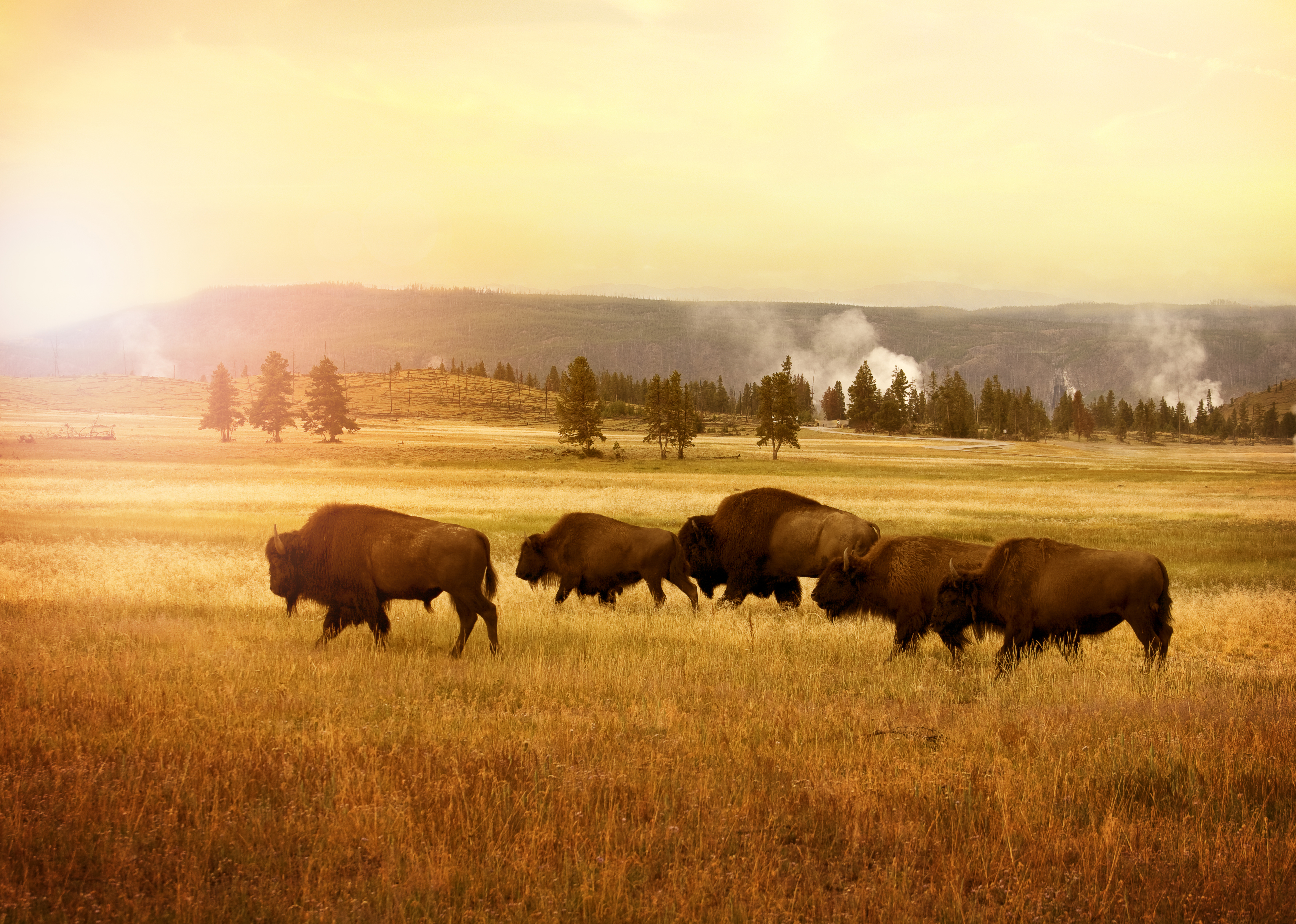 Saving Yellowstone, Frans de Waal on Gender, Icelandic Folklore and More Programs in April - Vimarsana News