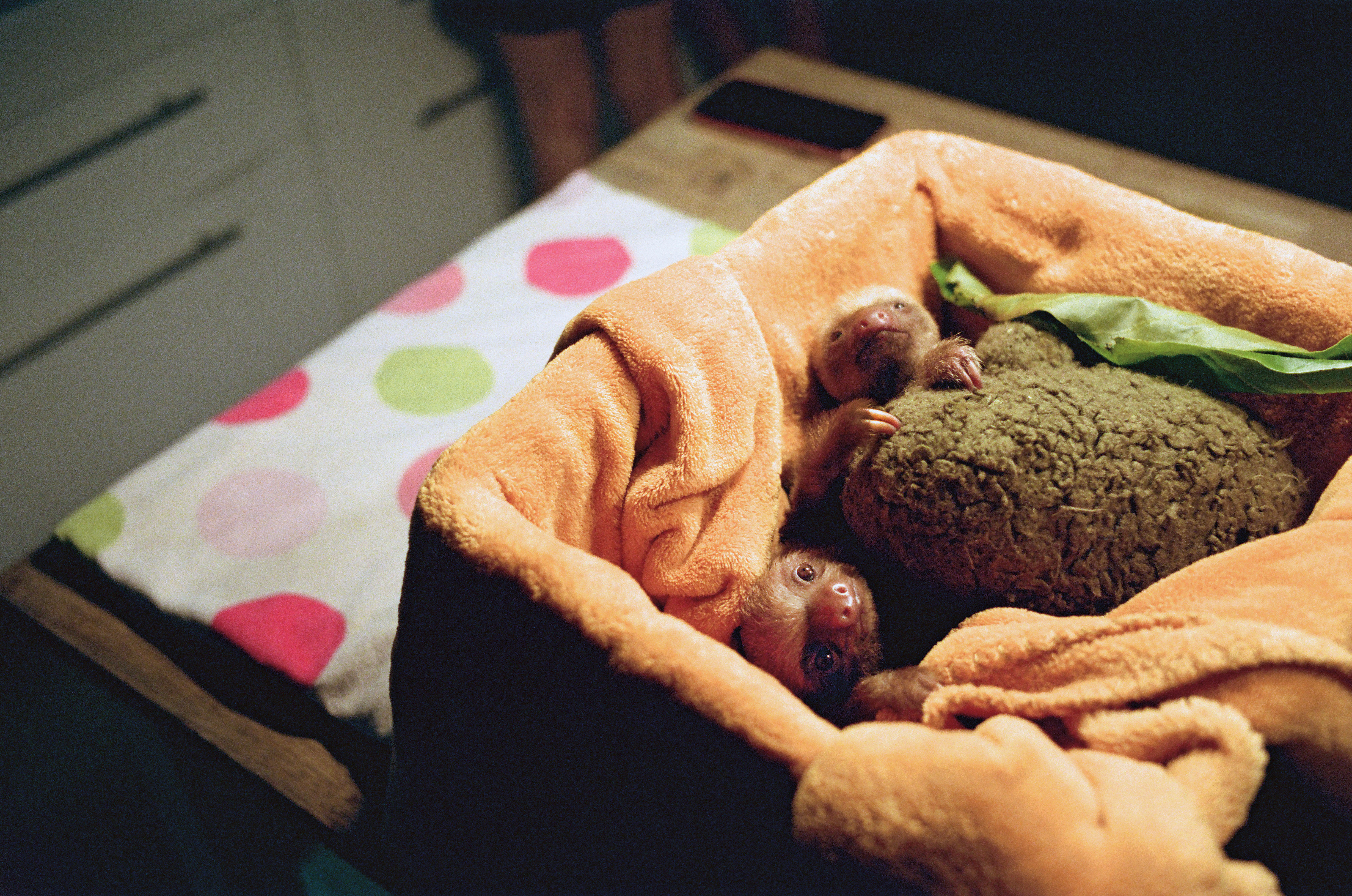 Baby Sloths Are About as Cute As You Would Expect | Science - Vimarsana News