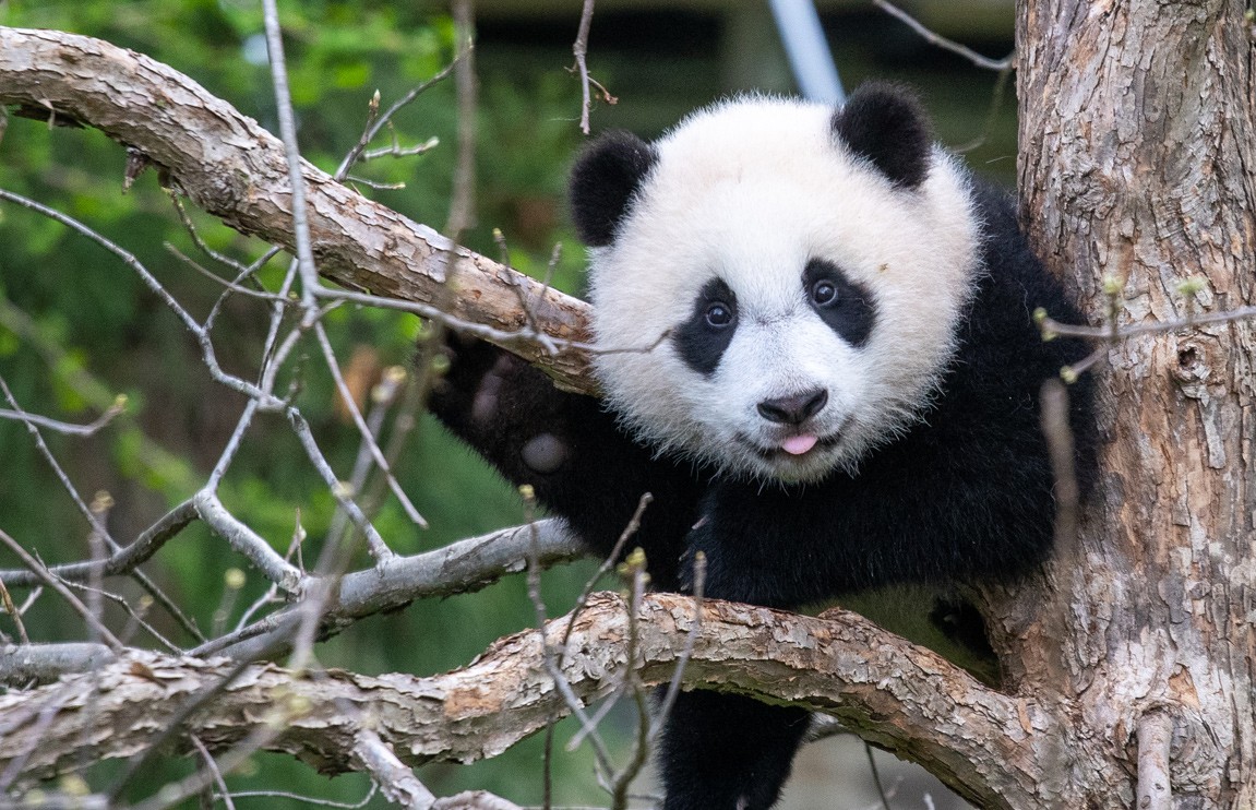Watch Giant Panda Xiao Qi Ji's Best Moments of 2021 | Smithsonian Voices | National Zoo Smithsonian Magazine - Vimarsana News
