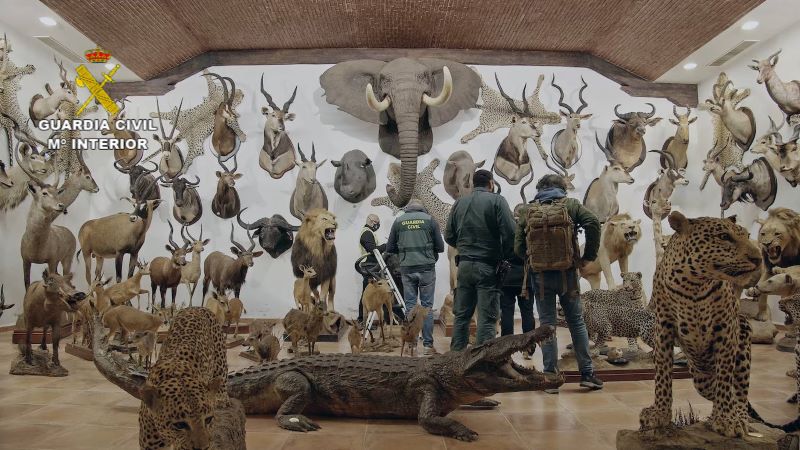 Police Find 1,090 Taxidermy Animals in a Private Collection in Spain | Smart News - Vimarsana News