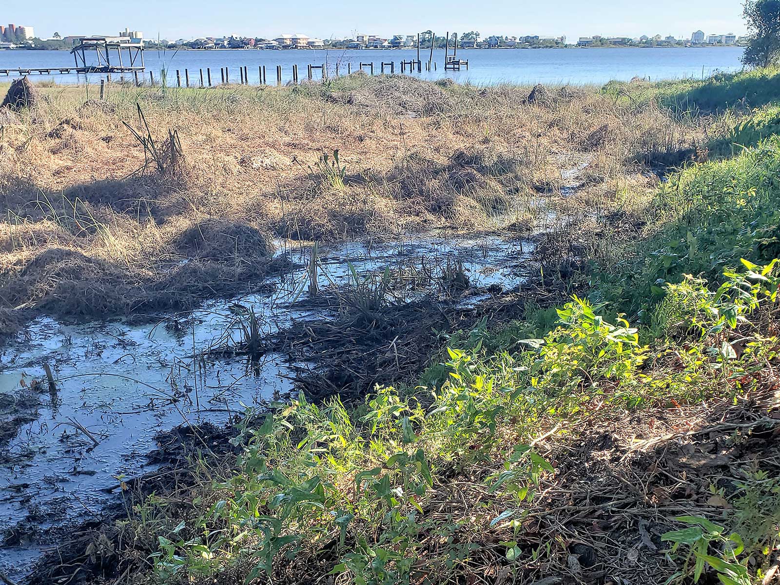 Archaeologists Dig Up 1,400-Year-Old Native American Canal in Alabama | Science - Vimarsana News