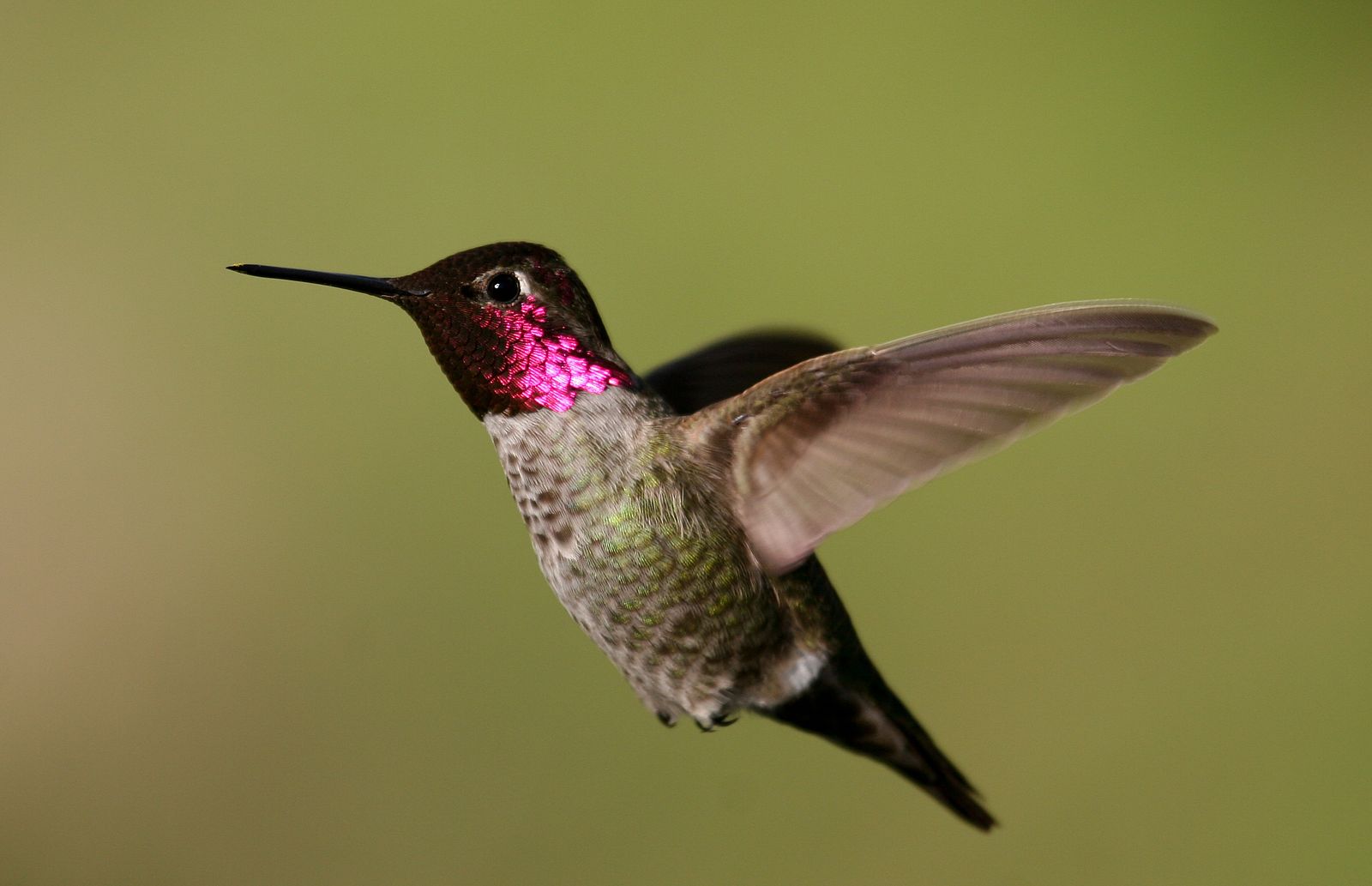 Scientists Moved Hummingbirds to High Elevations to See How Climate Change Might Affect Them | Smart News - Vimarsana News