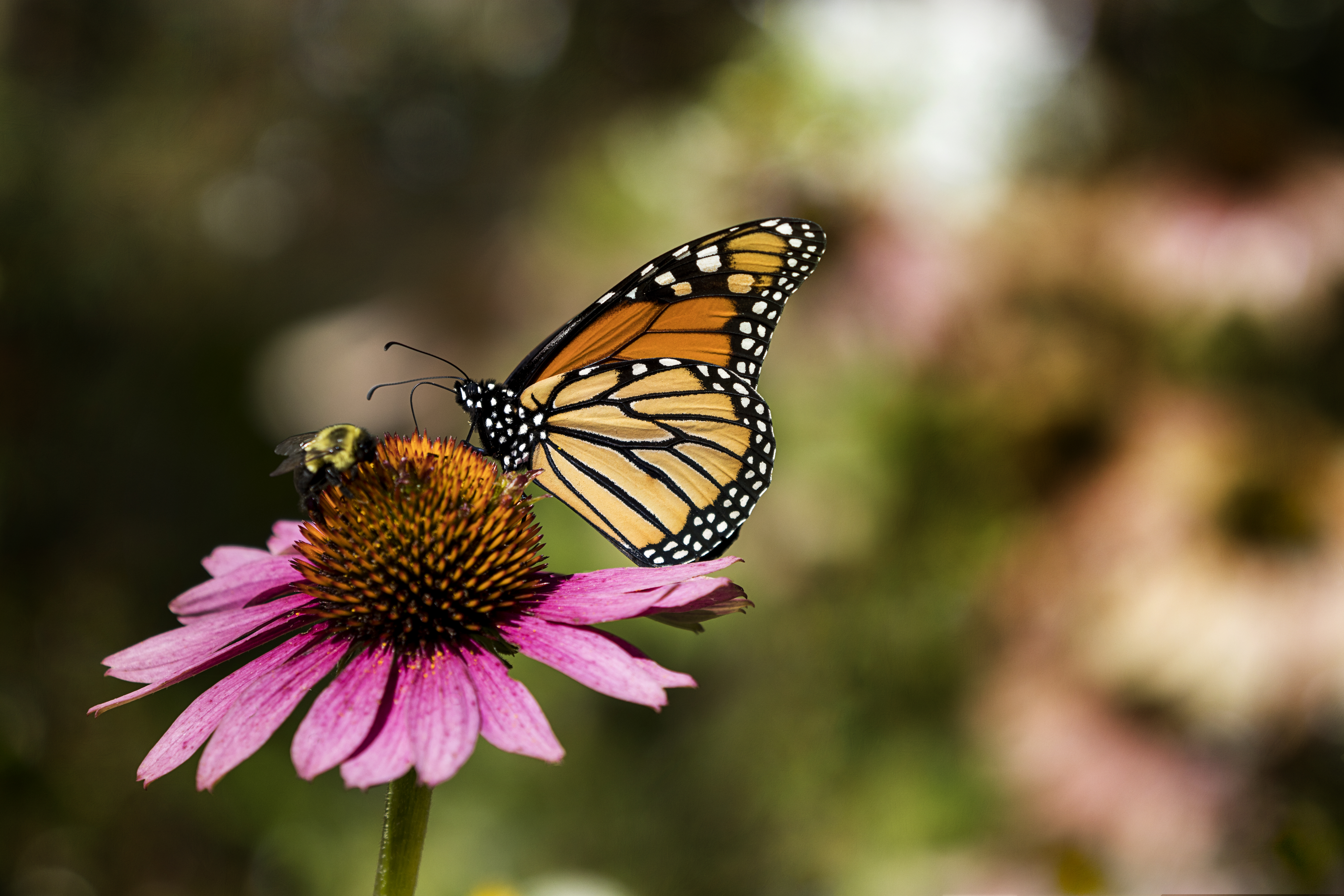 Air Pollution Makes It Harder for Insect Pollinators to Find Flowers | Smart News - Vimarsana News